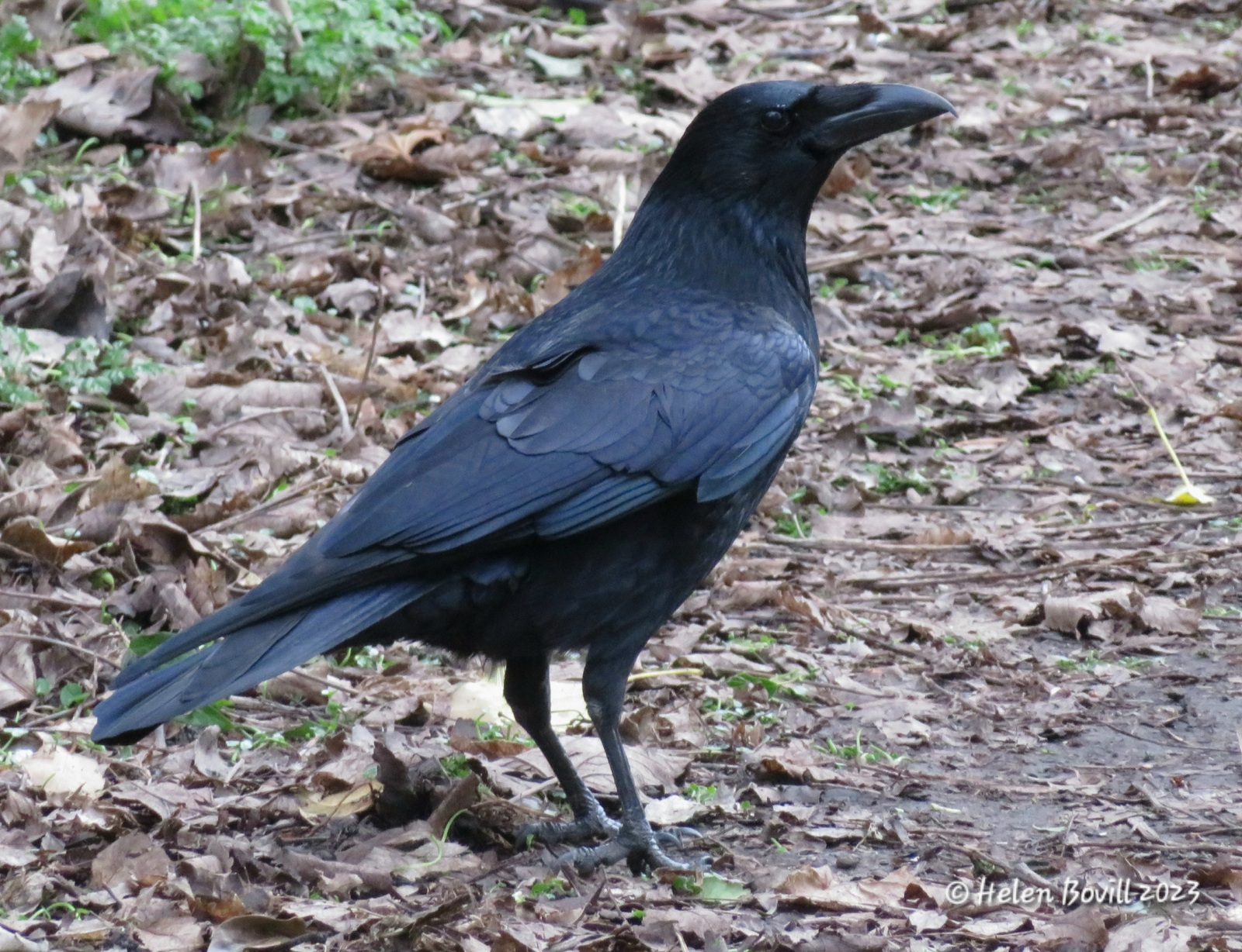 Carrion Crow on one of the paths in the cemetery