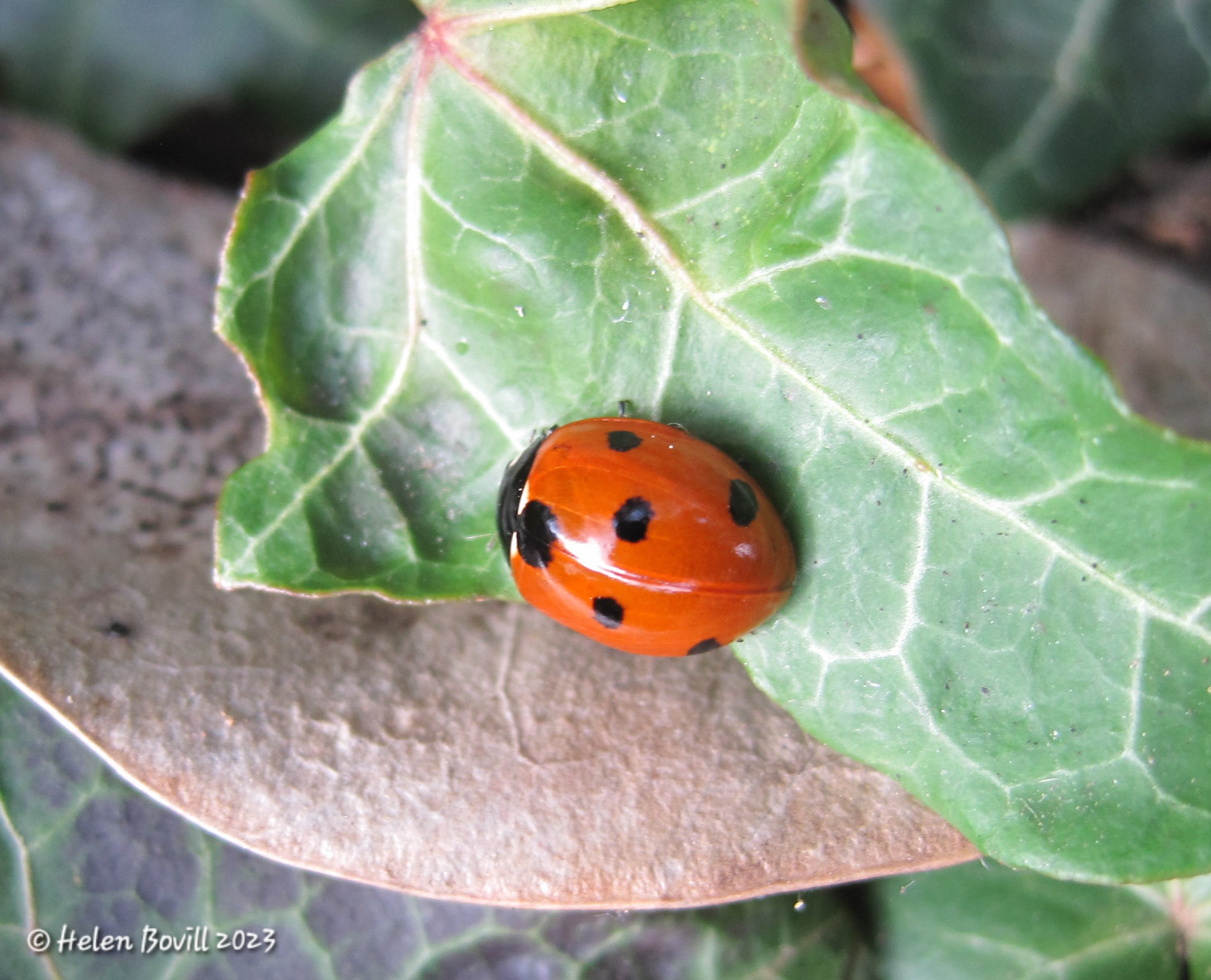 seven-Spot Ladybird on an Ivy leaf