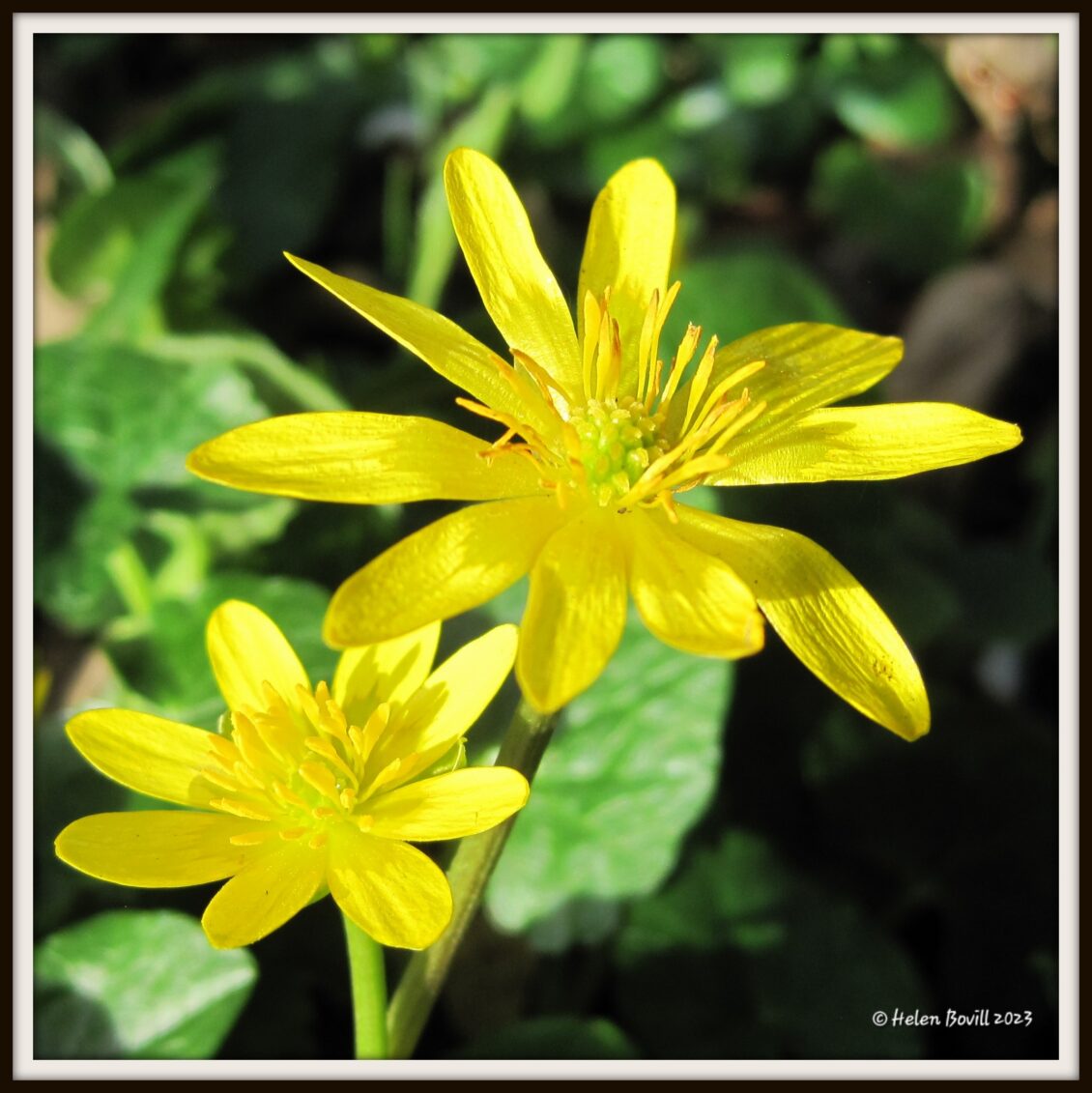 Celandines growing near the cemetery