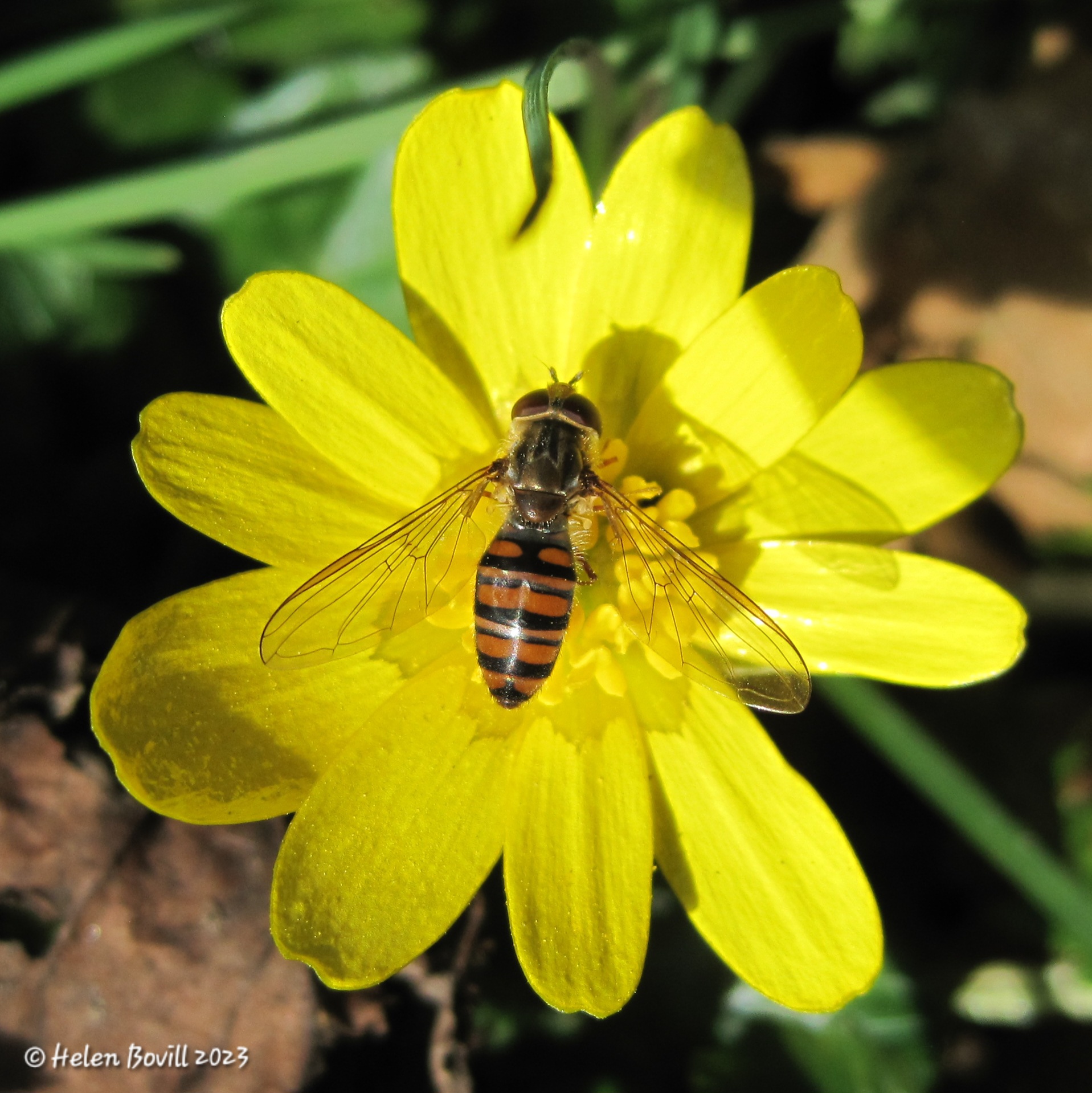 Marmalade Hoverfly on Celandine