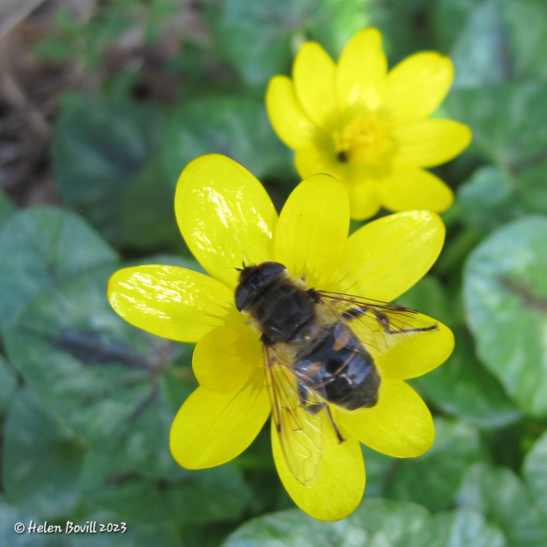 Drone-fly on a Celandine in the cemetery