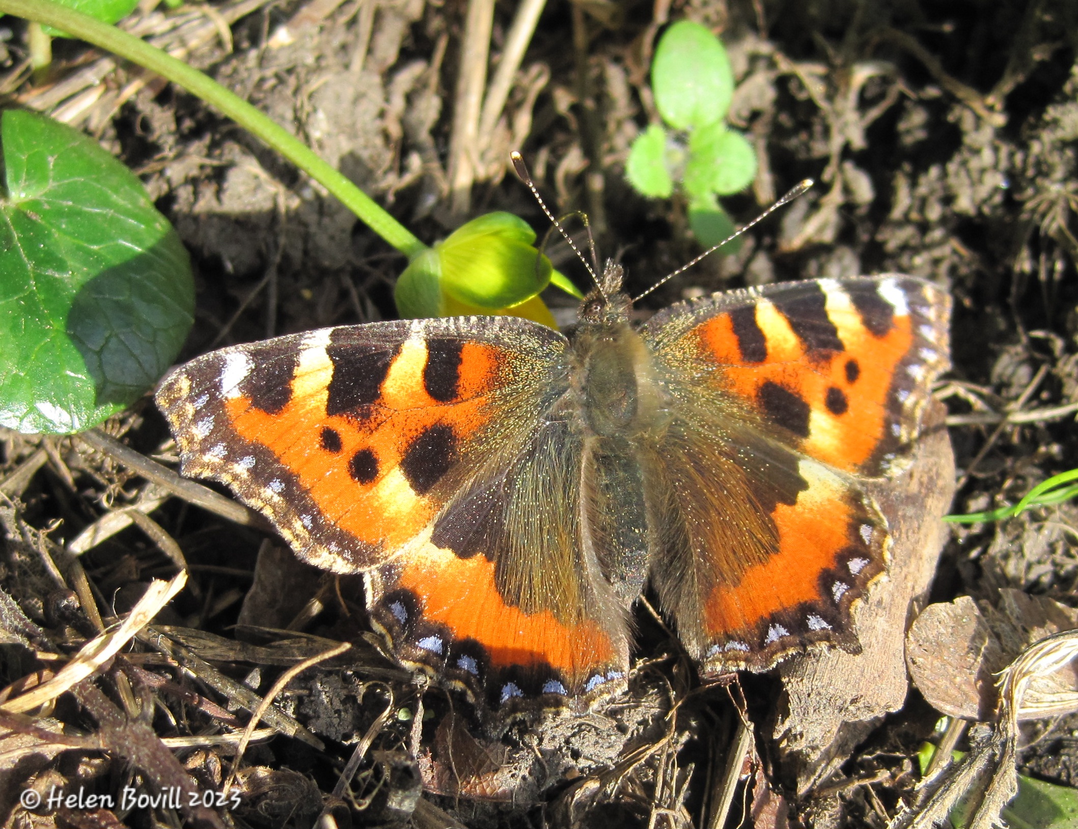 A Small Tortoiseshell butterfly seen on 21 February