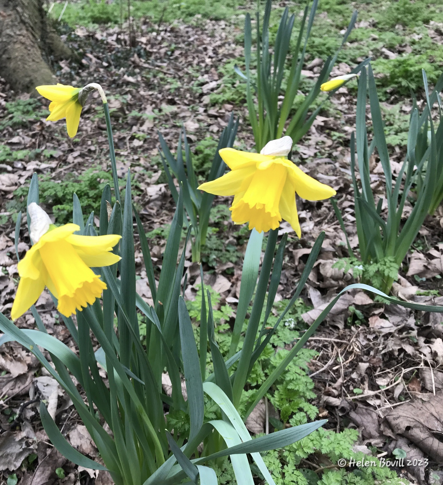 Daffodils growing near the workhouse graves area of the cemetery