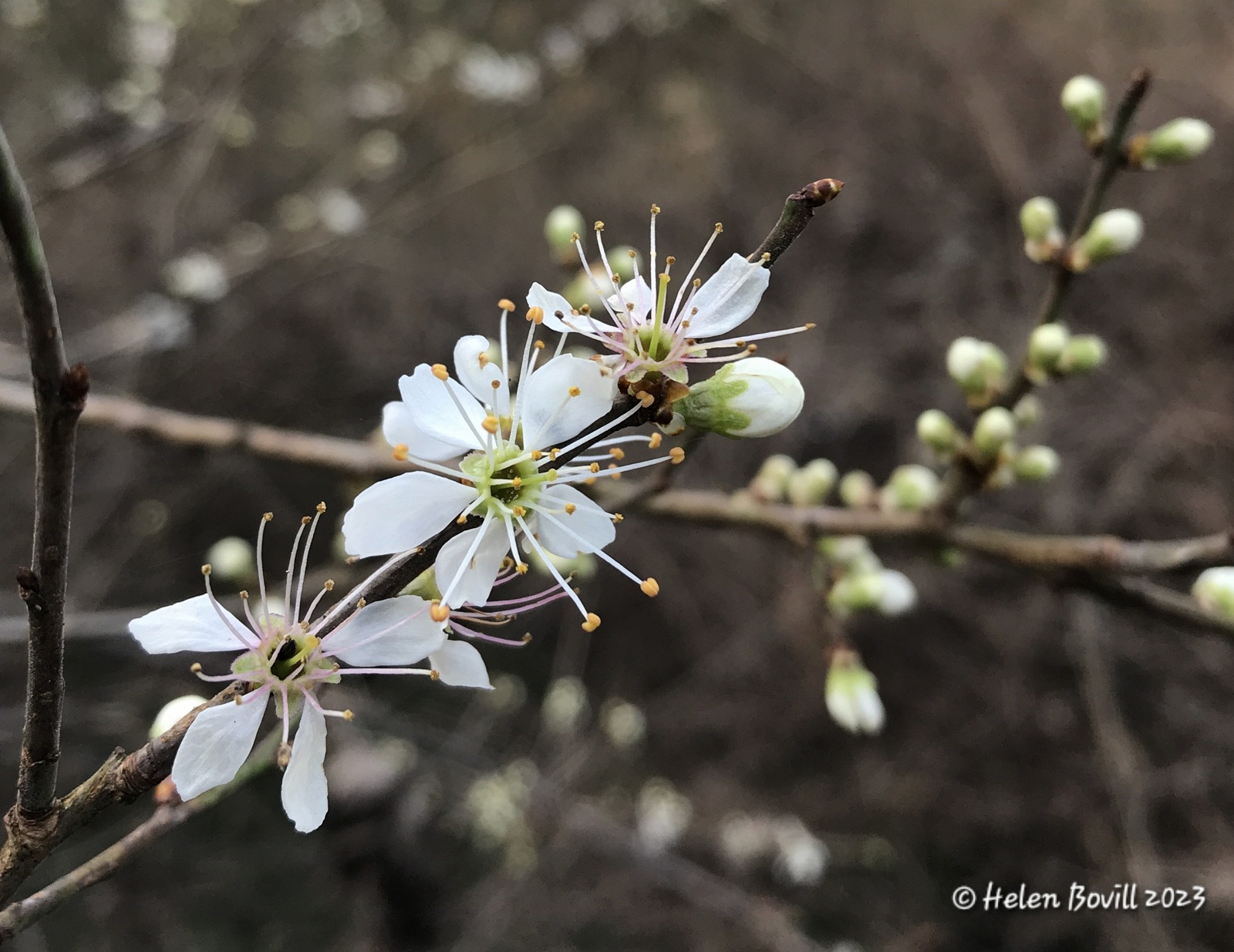 Blackthorn flowers and buds