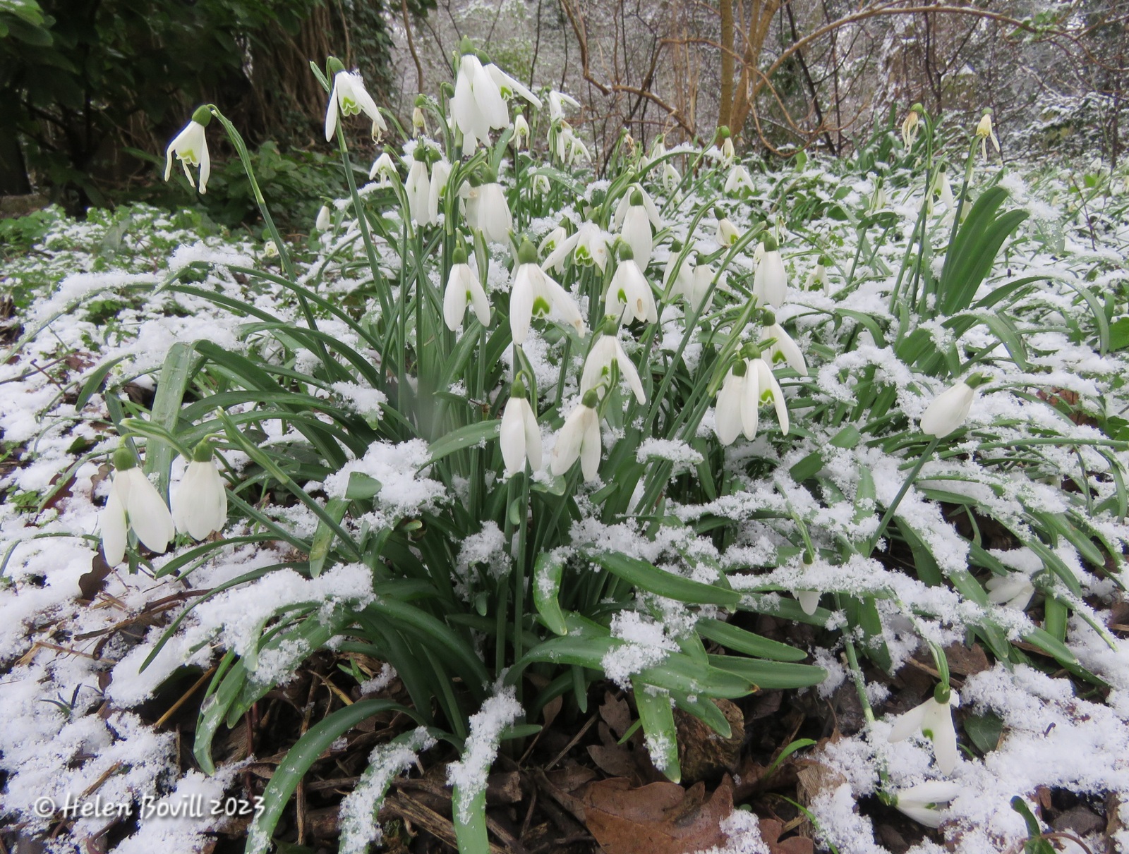 Snowdrops with a light dusting of snow on them in the cemetery