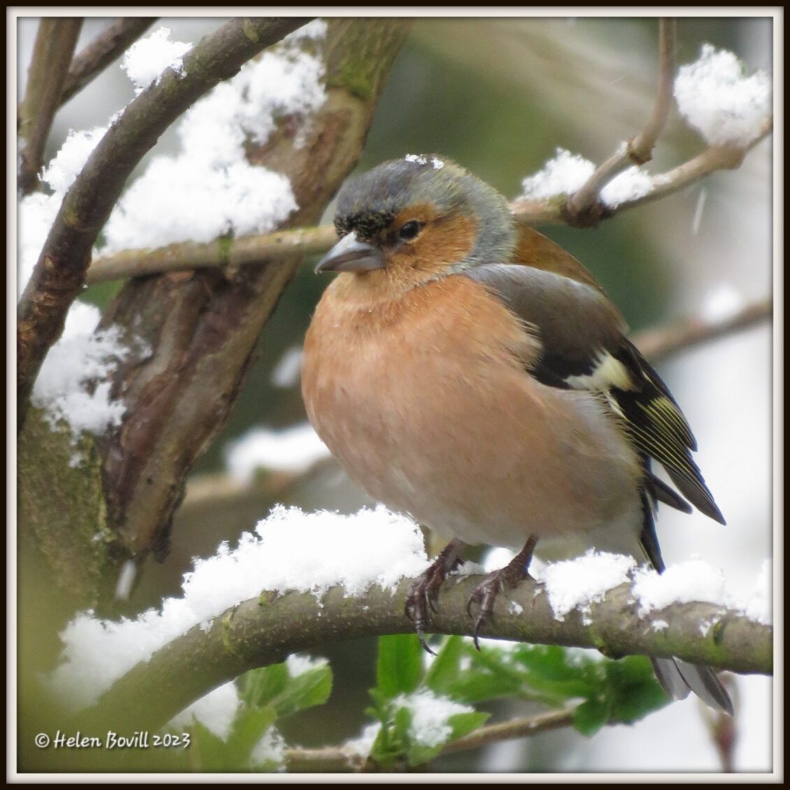 A Male Chaffinch sitting on a snowy branch in the cemetery