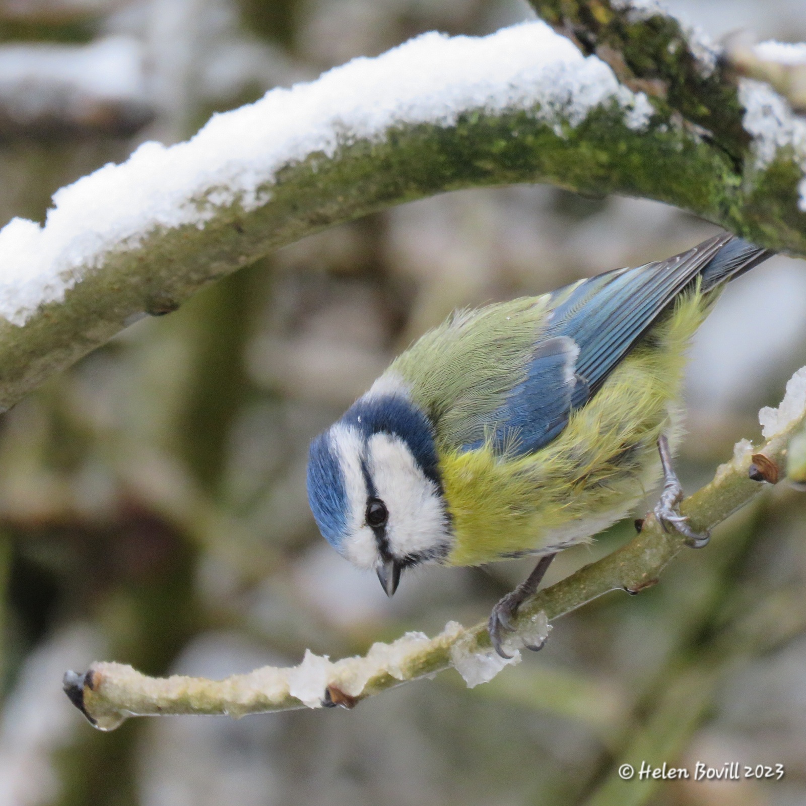 A Blue Tit on a snowy branch in the cemetery