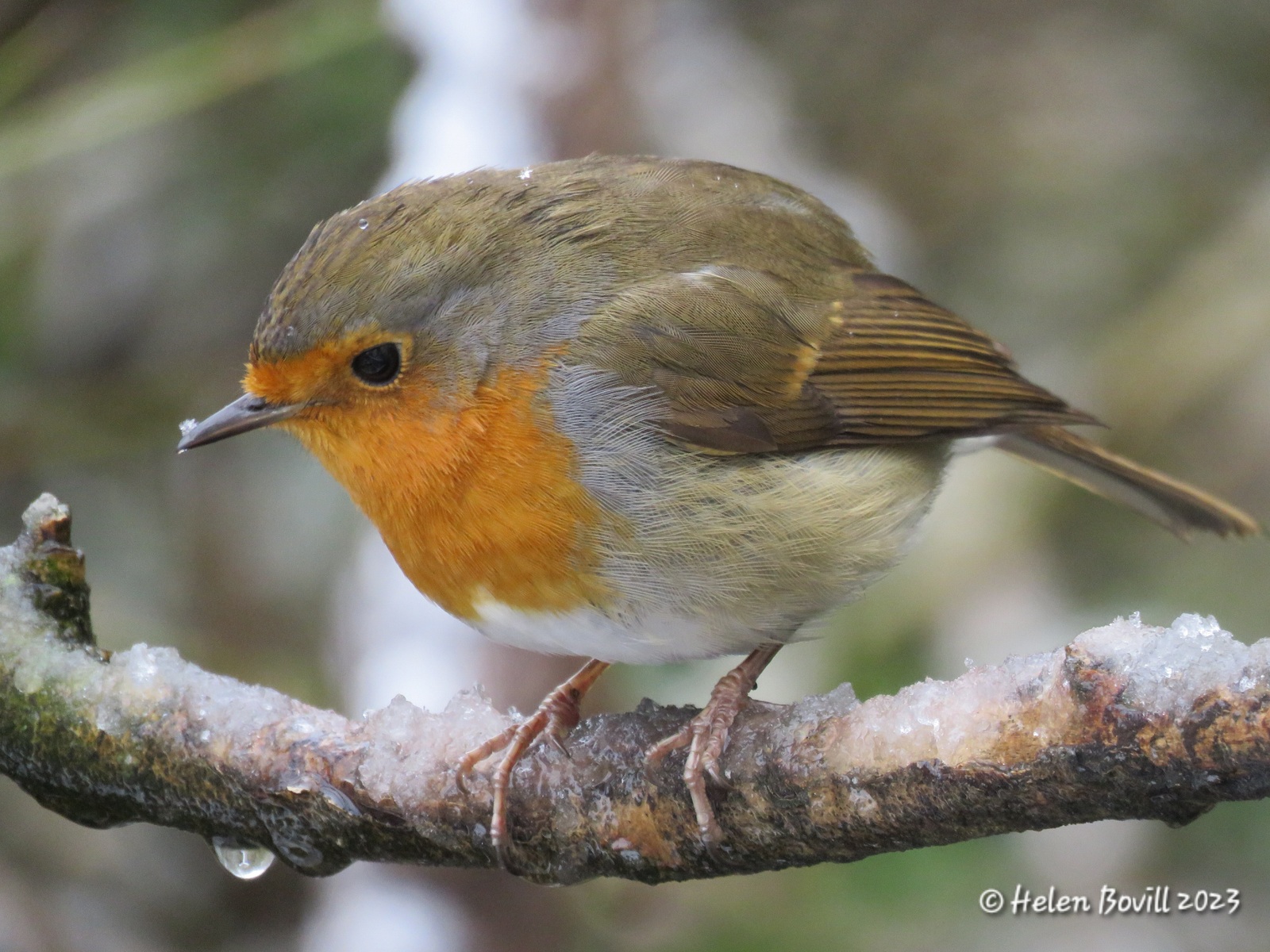 A Robin on a snowy branch in the cemetery