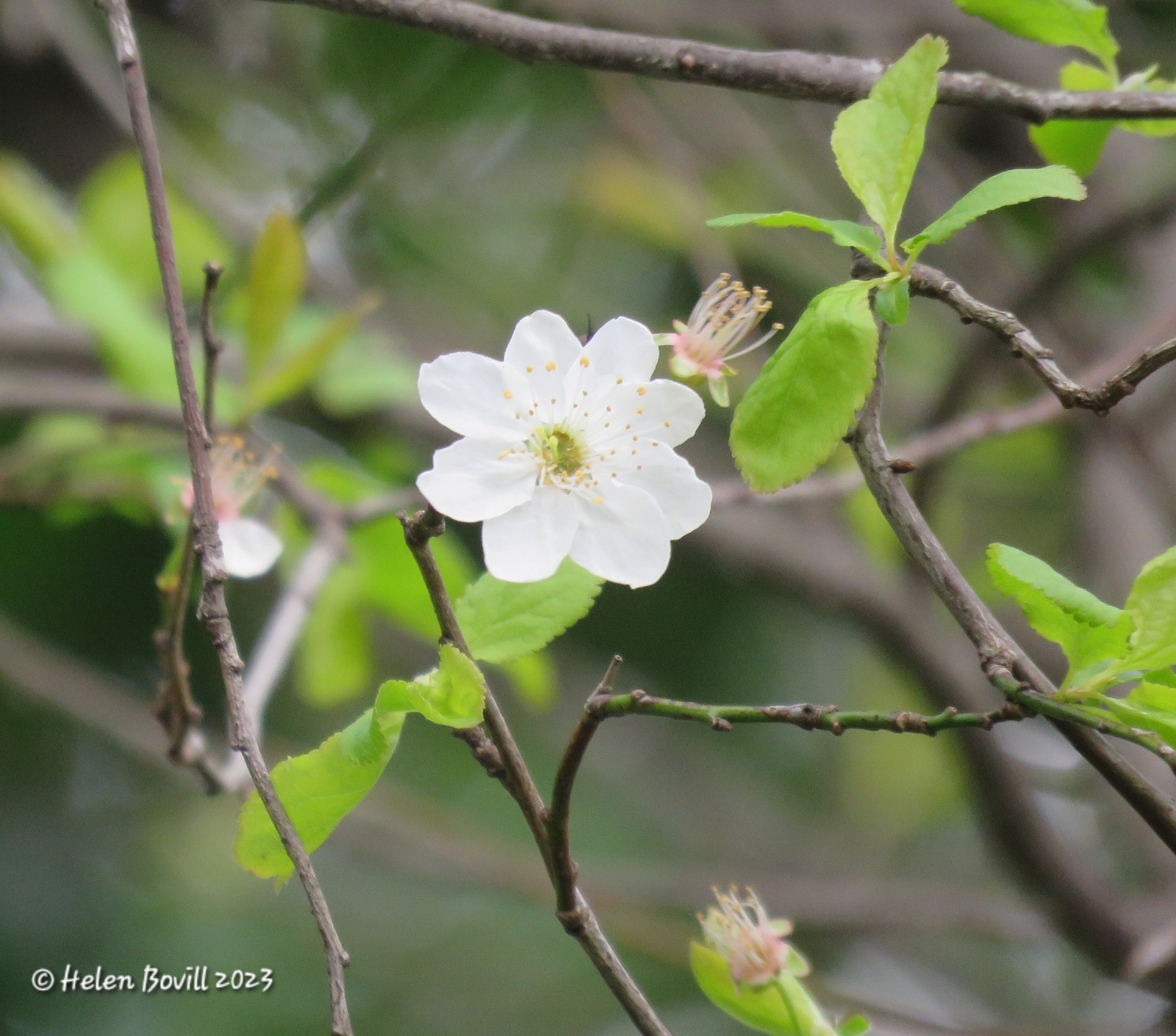 Blackthorn growing in the cemetery, with leaves and flowers