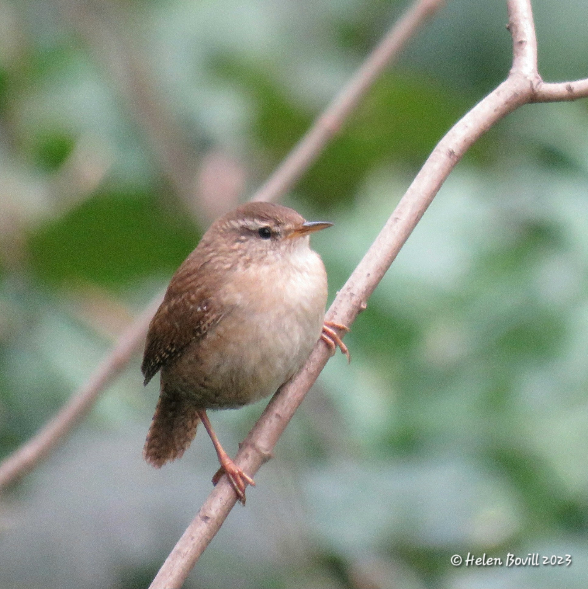Wren perched on a branch