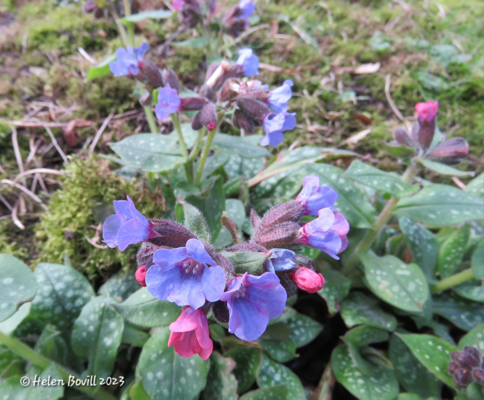 Pulmonaria growing in the Quaker Burial Ground - a good source of food for the cemetery wildlife