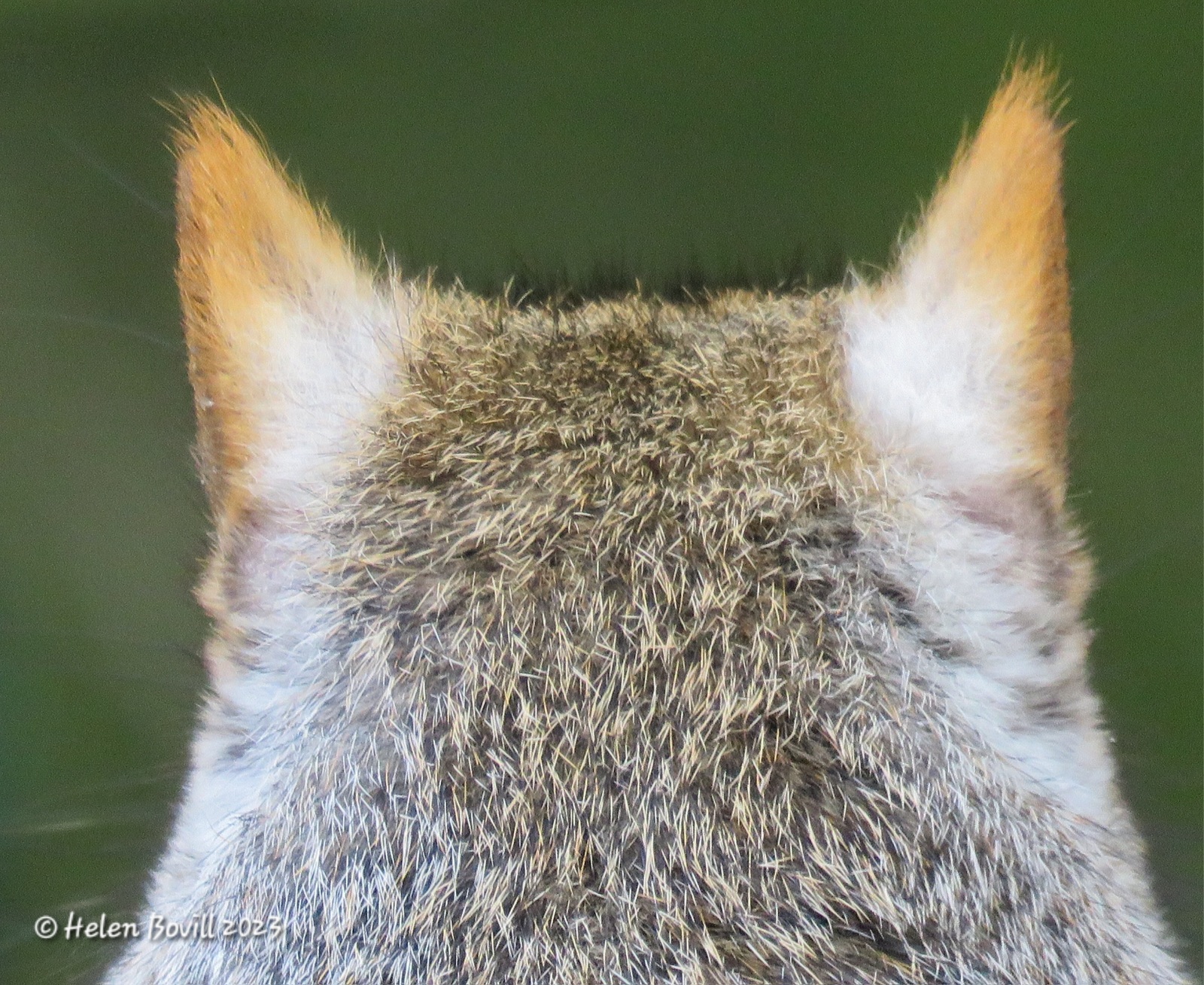 The back of a Squirrel in the cemetery