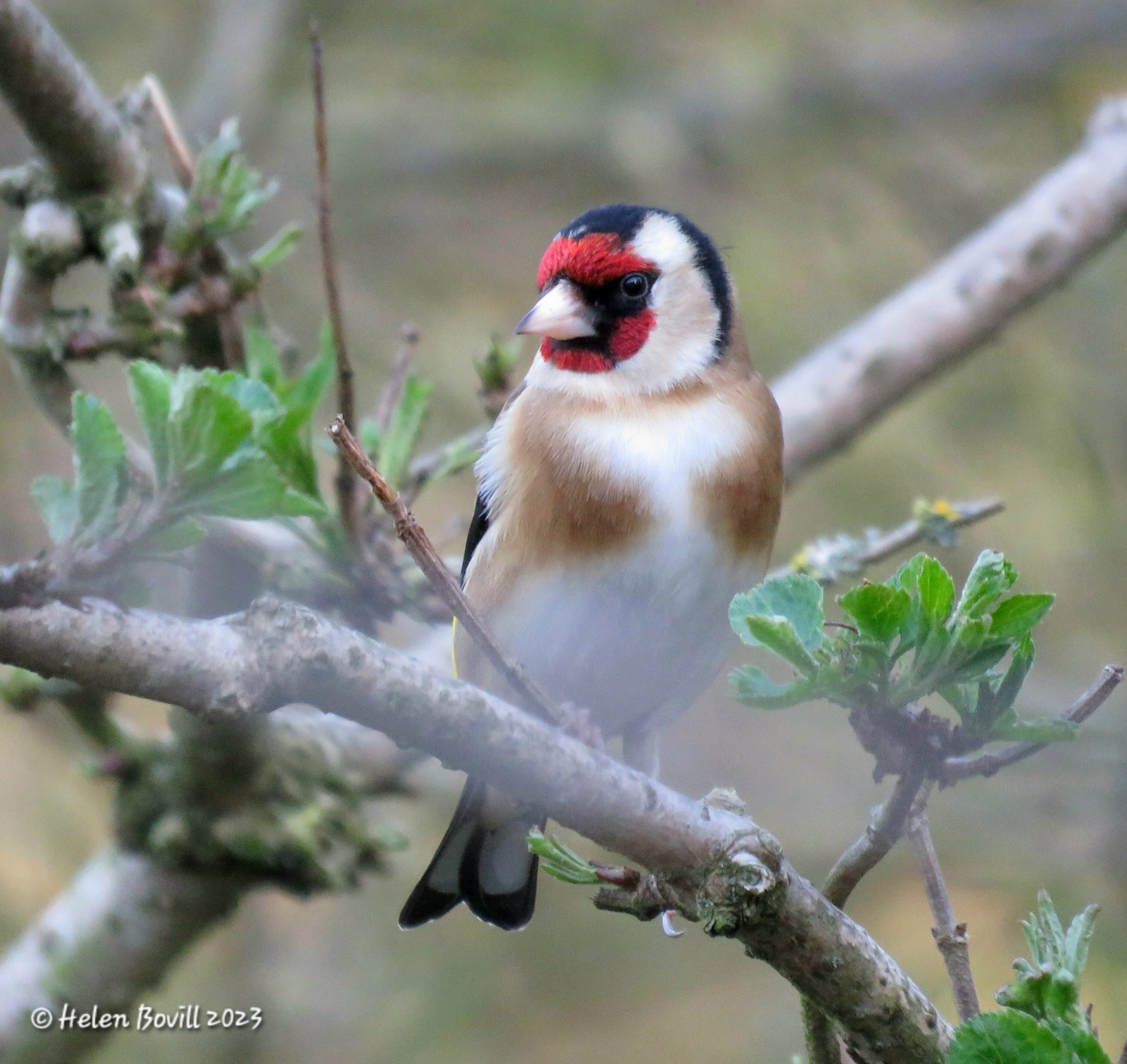 Goldfinch on a branch in the cemetery