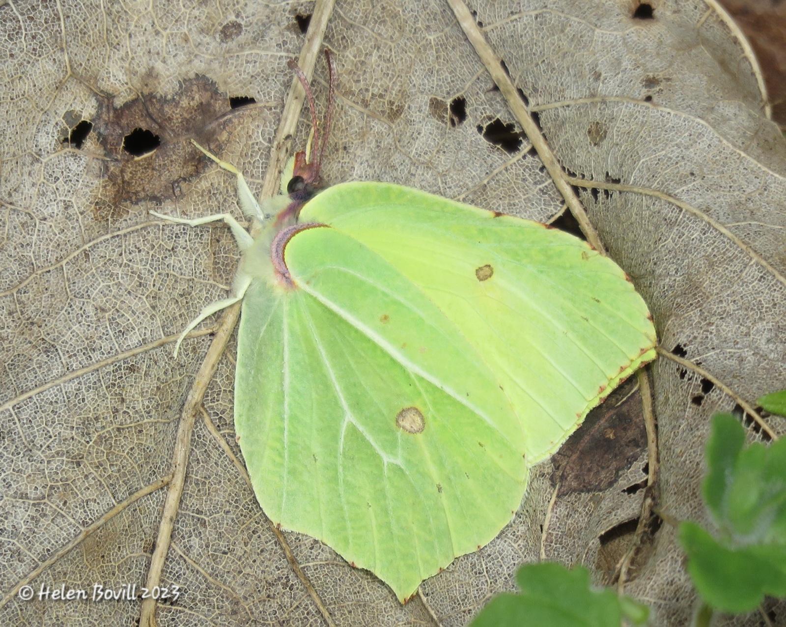 A male Brimstone Butterfly resting on a dried out leaf