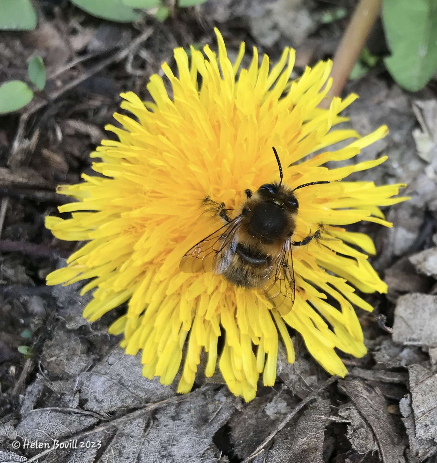 Hairy-footed Flower Bee on a Dandelion