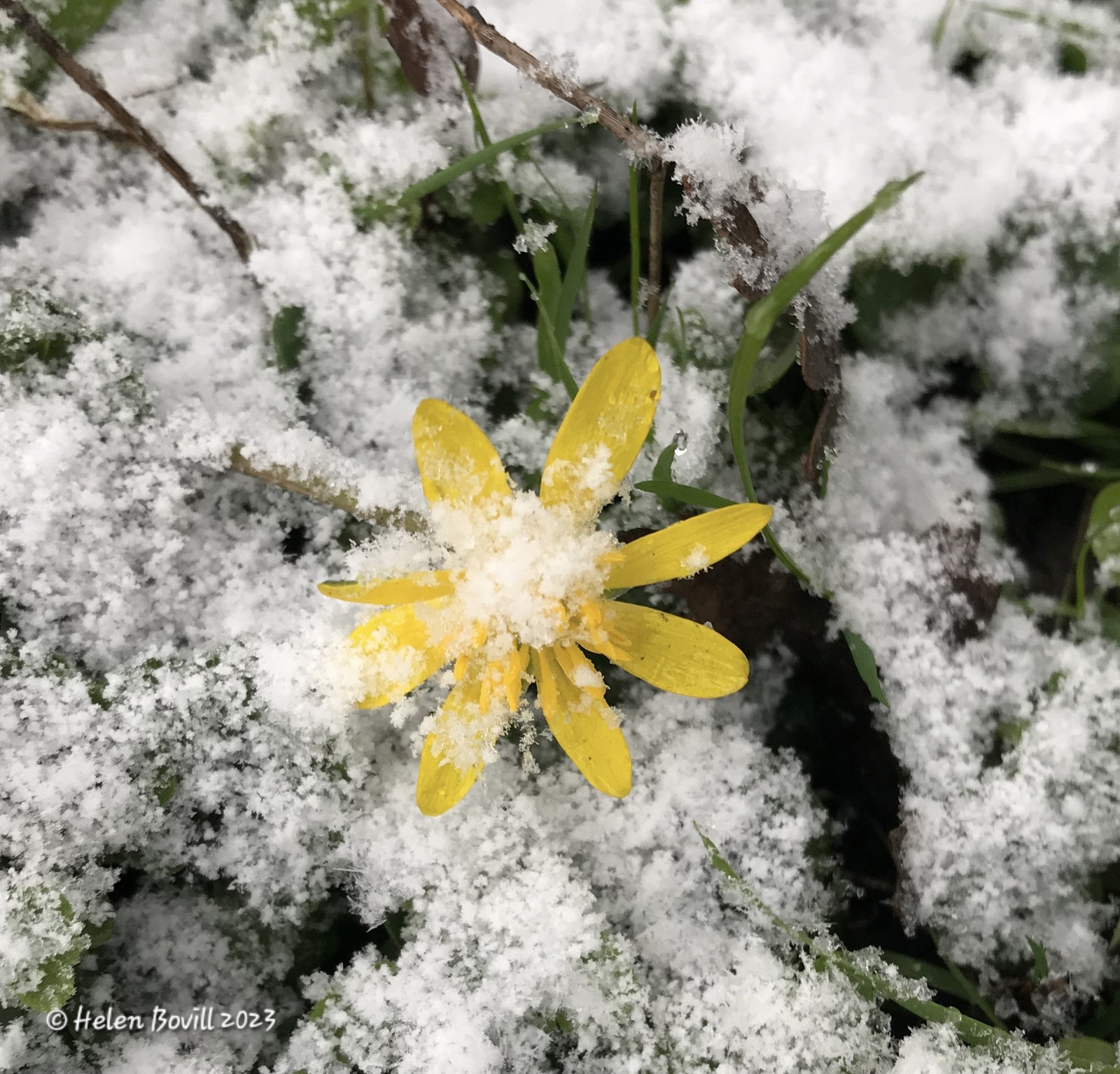 A Celandine with a light dusting of snow on it