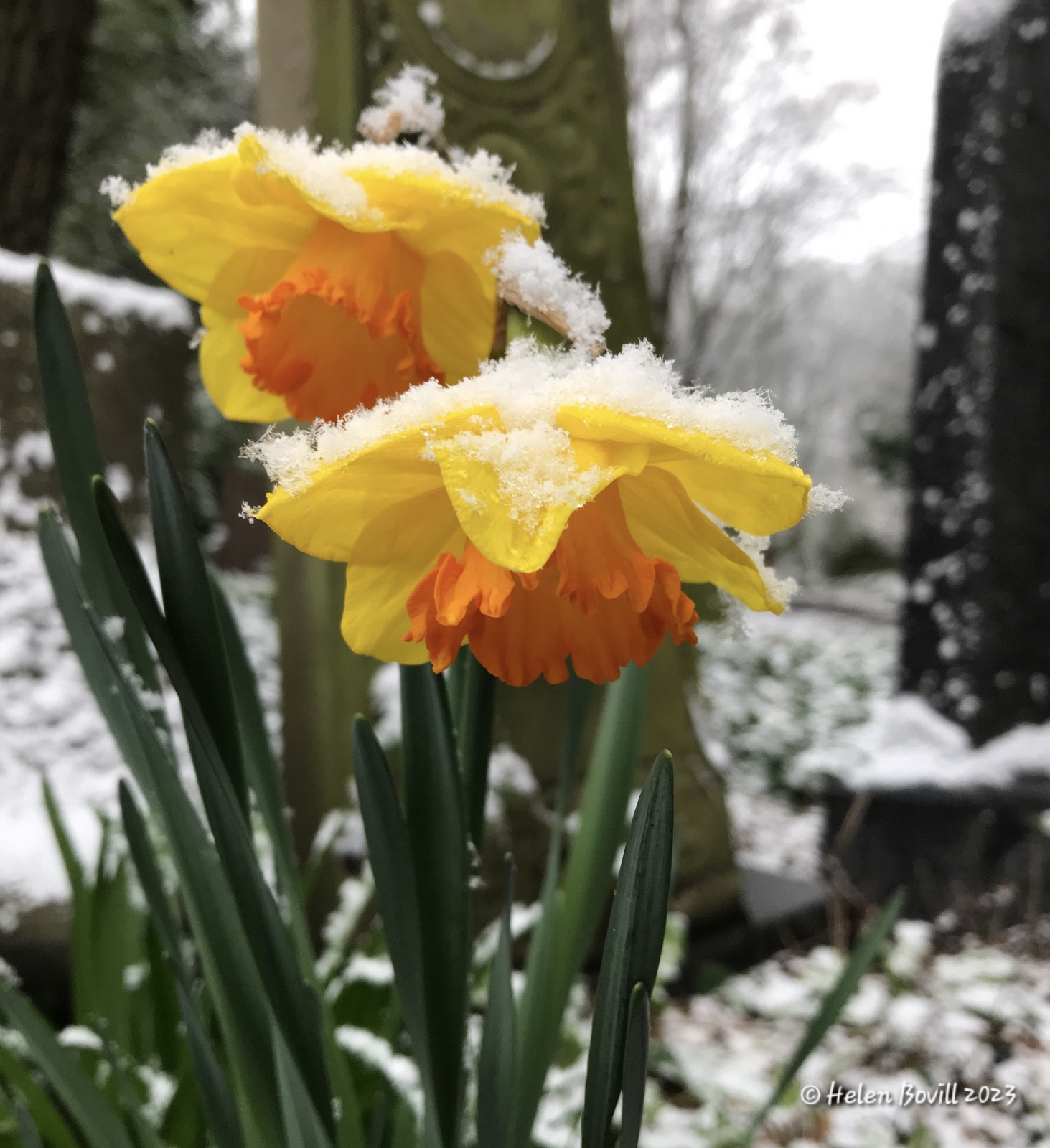 Daffodils in the snow, with a headstone in the background