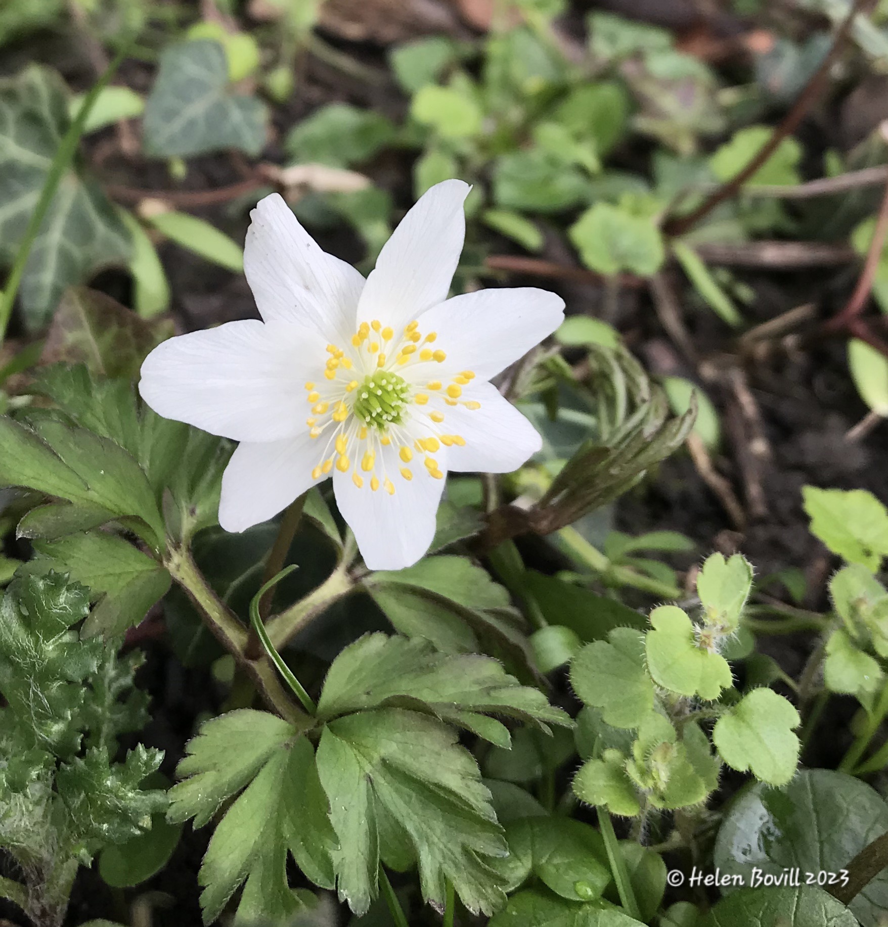 Wood Anemone growing in the grass verge near the cemetery