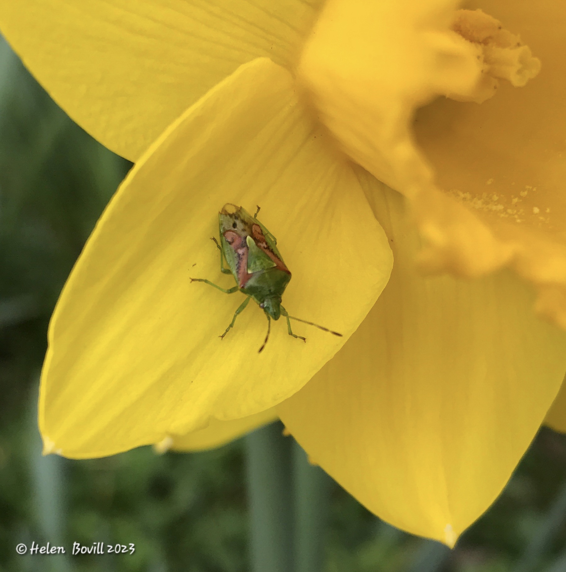 Juniper Shield Bug on a Daffodil