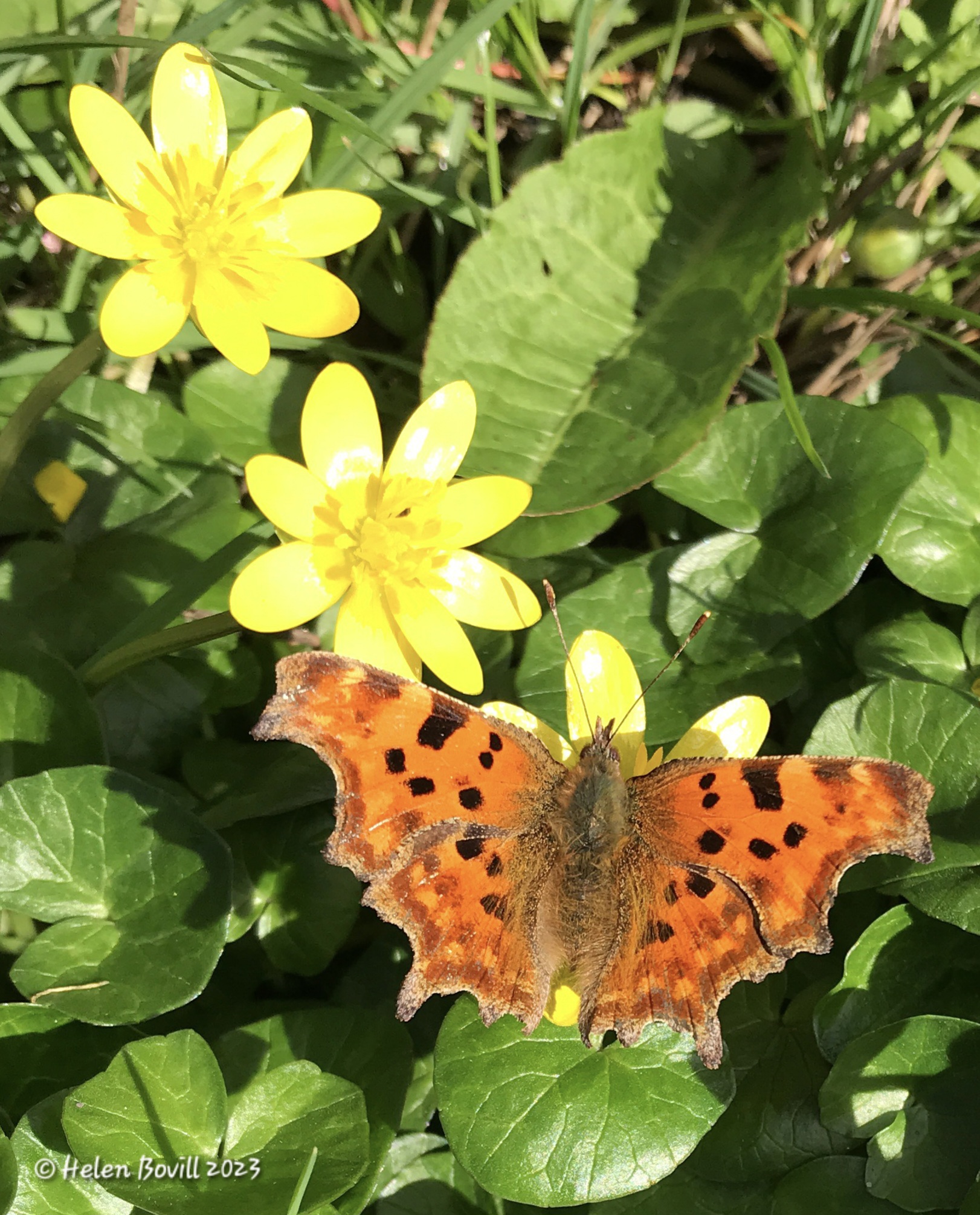 Comma on Celandines on the grass verge near the cemetery