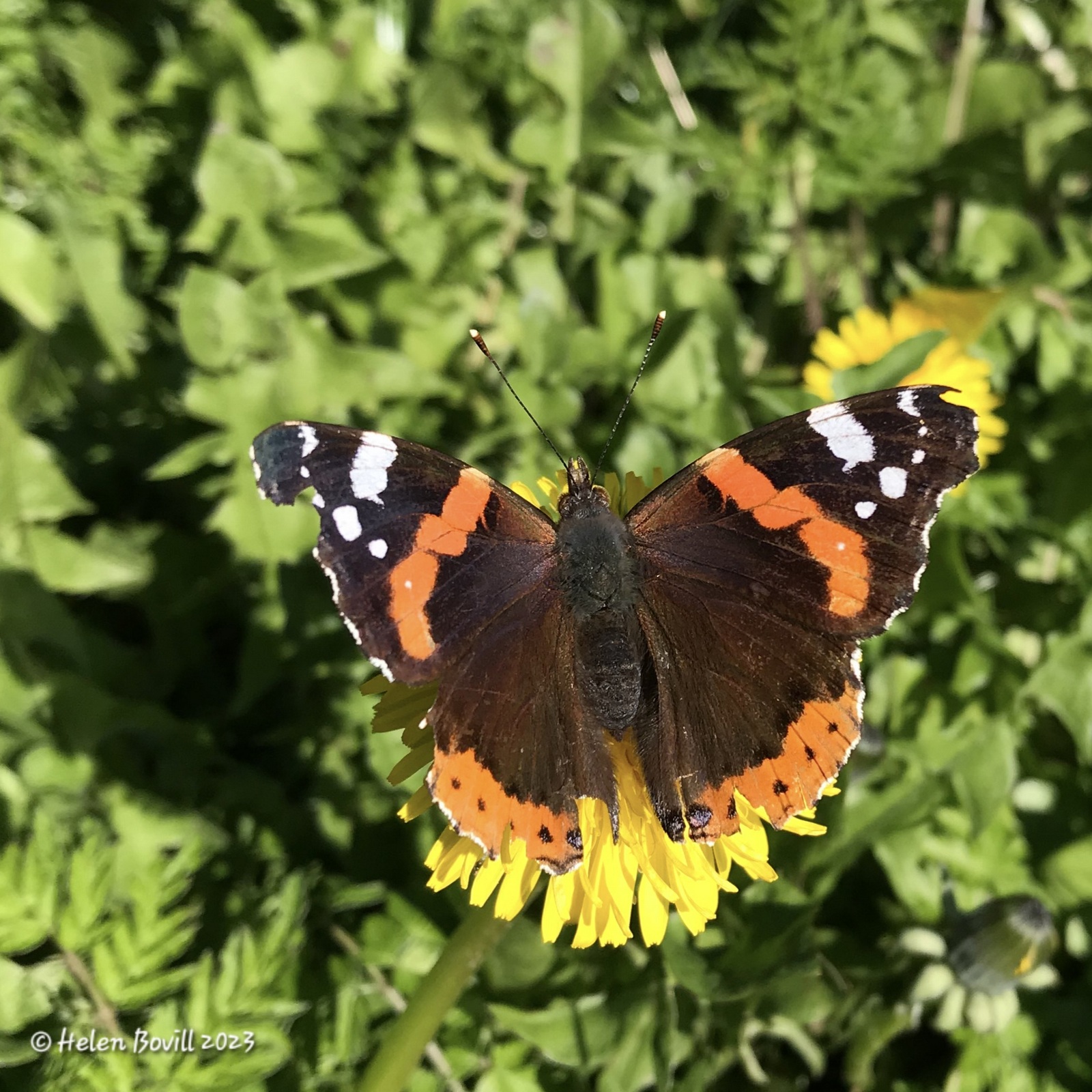 Red Admiral butterfly on a Dandelion on the cemetery verge
