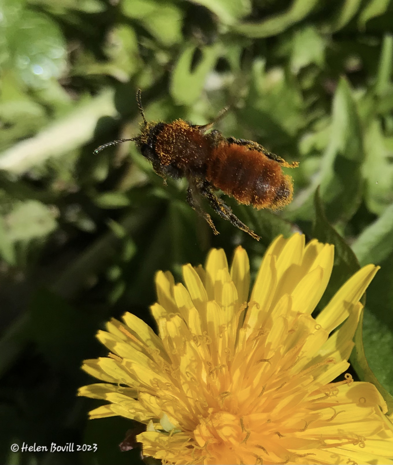 Common Carder Bee flying away from a Dandelion