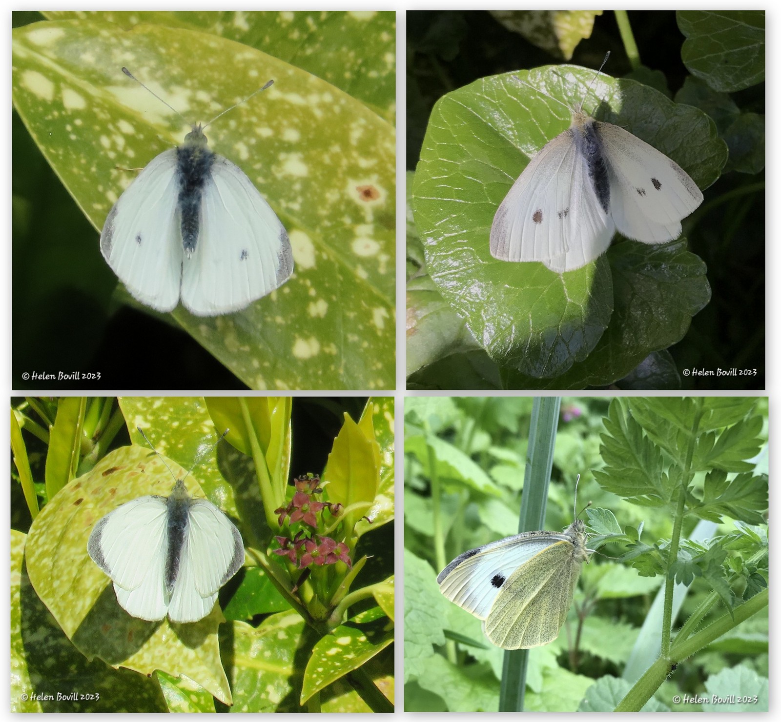 Cemetery wildlife collage showing a set of 4 photos showing the differences between male and female Small and Large White Butterflies