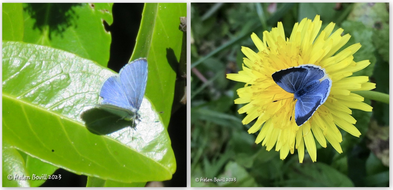 Two photos of a Holly Blue Butterfly - one showing the male and the other showing the female