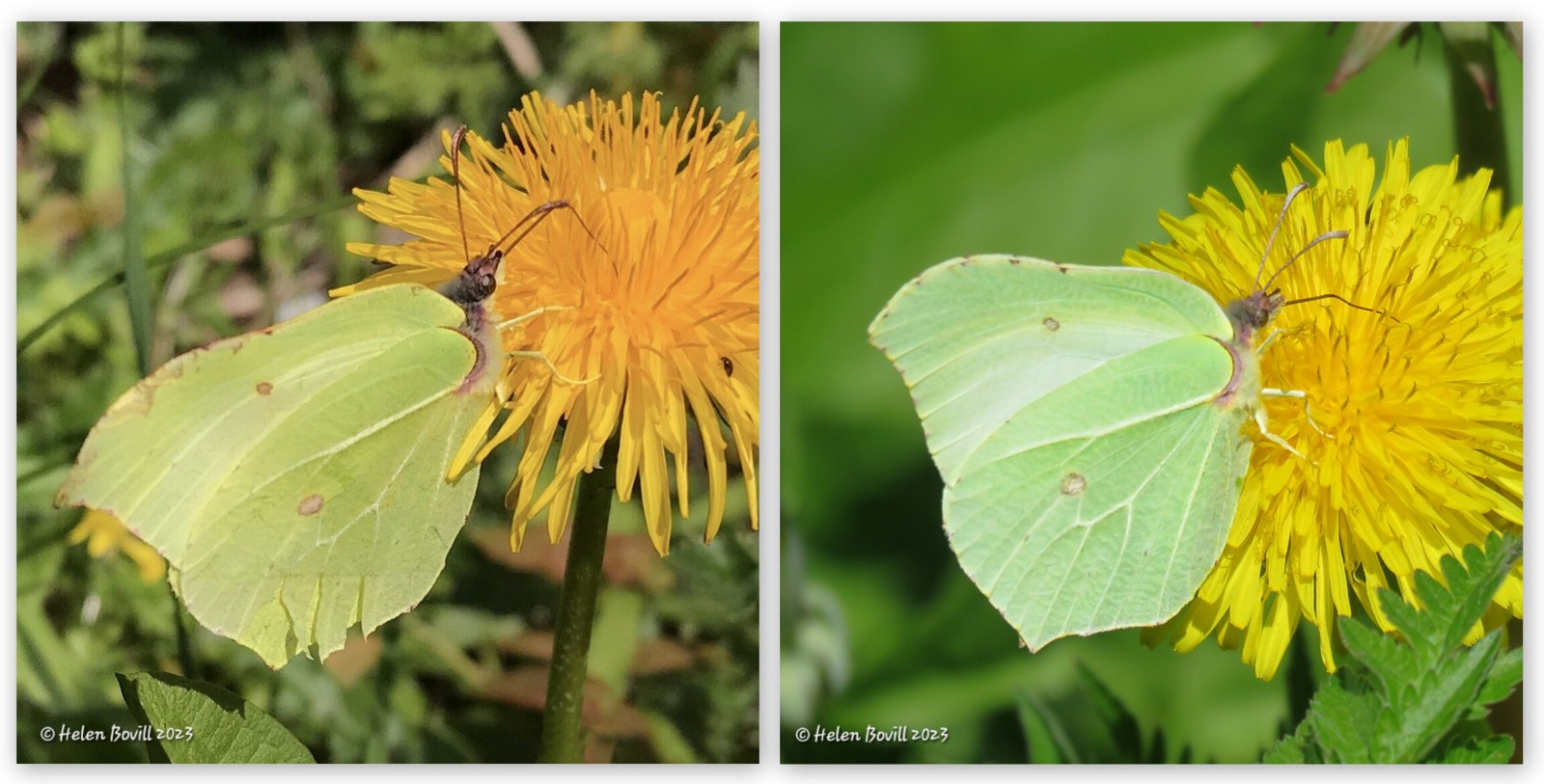 Two photos showing male and female Brimstone butterflies on Dandelions