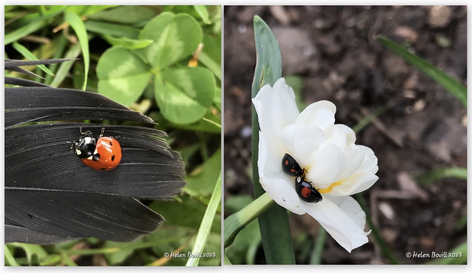 Two photos of Ladybirds - one on a leaf and the others on a daffodil