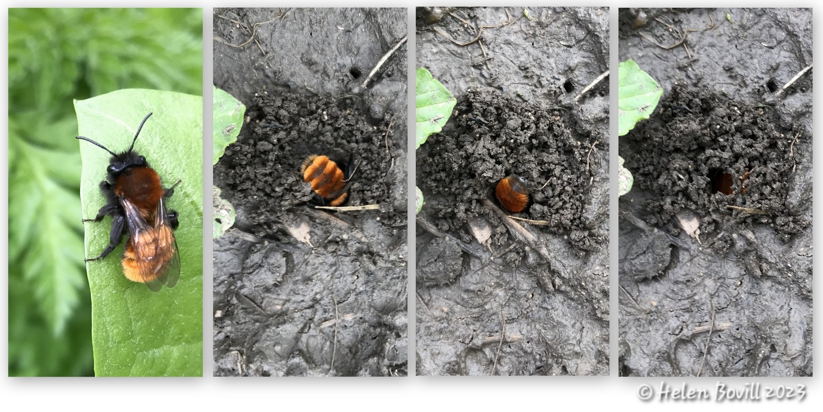 A tawny Mining Bee on a leaf, and a set of photos showing the bee making its burrow in the ground in the cemetery