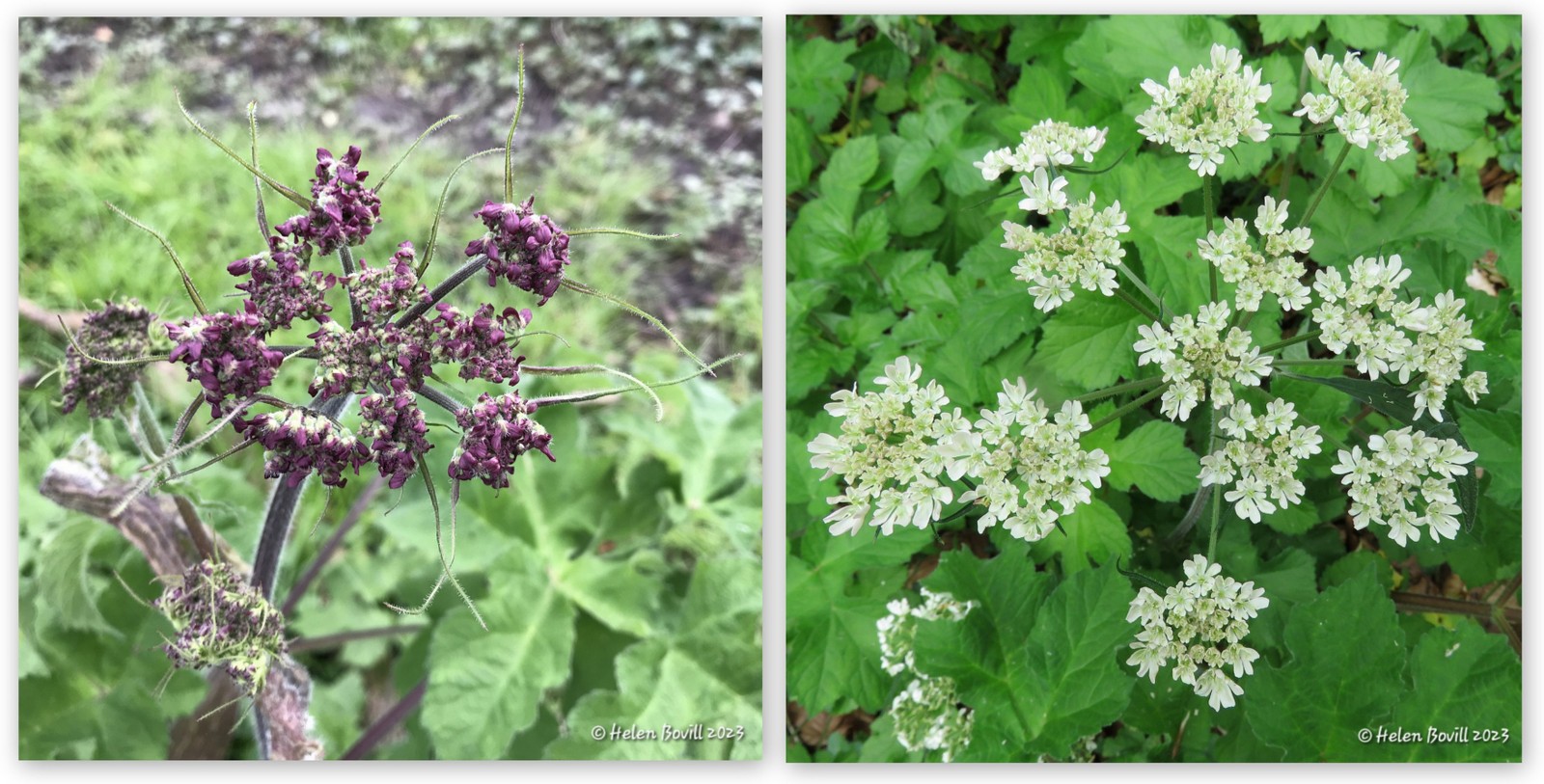 Two photos showing Hogweed Buds and in full flower in the cemetery