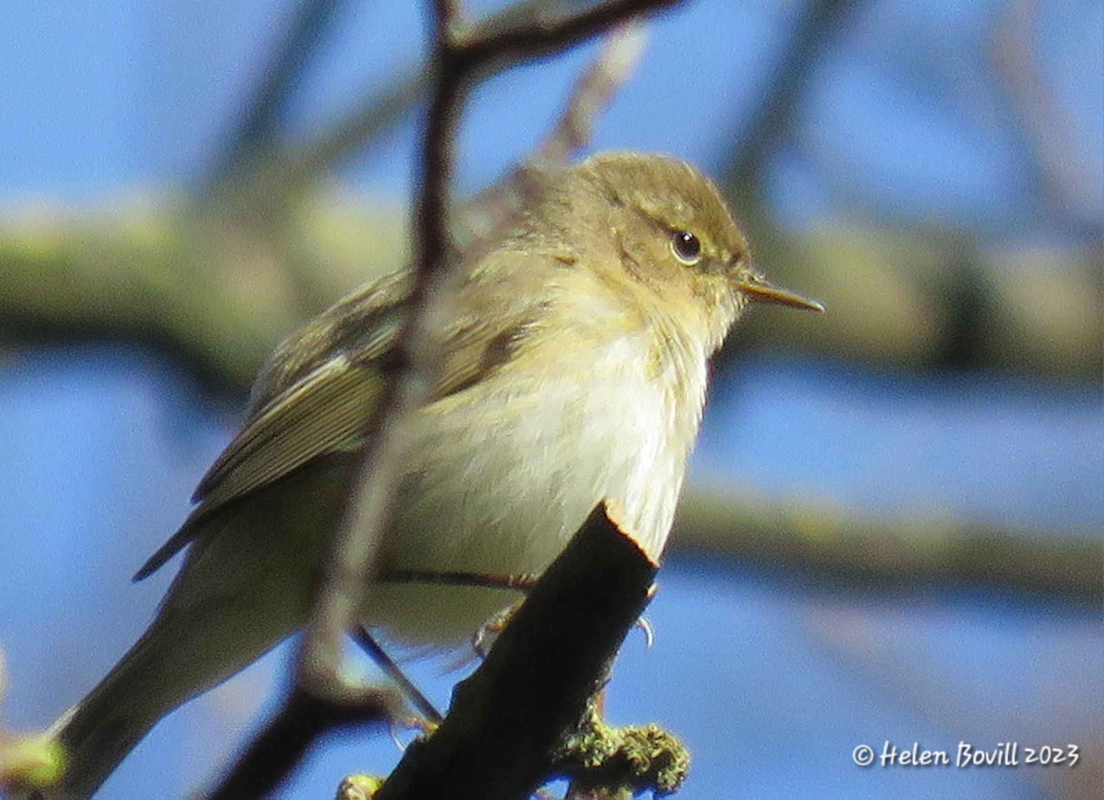 A Chiffchaff on a branch