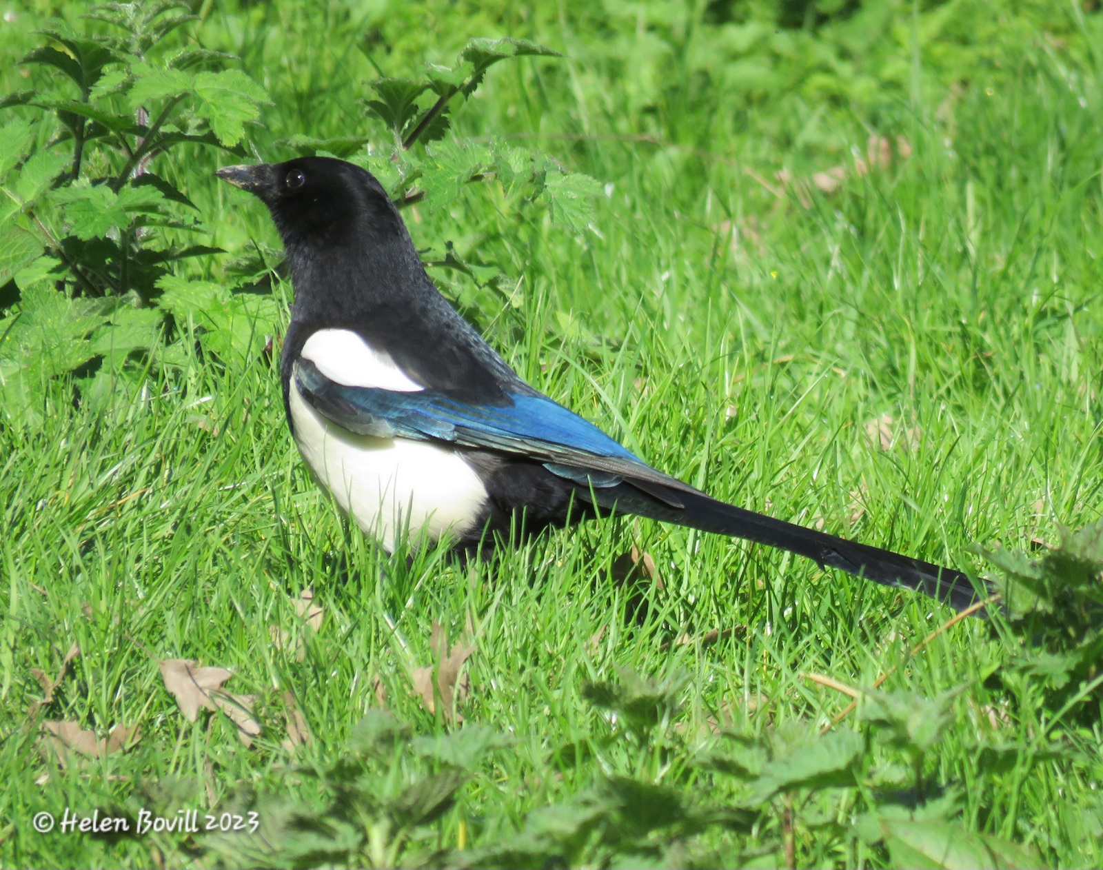 Cemetery wildlife - a Magpie on the grassy area in the middle of the cemetery