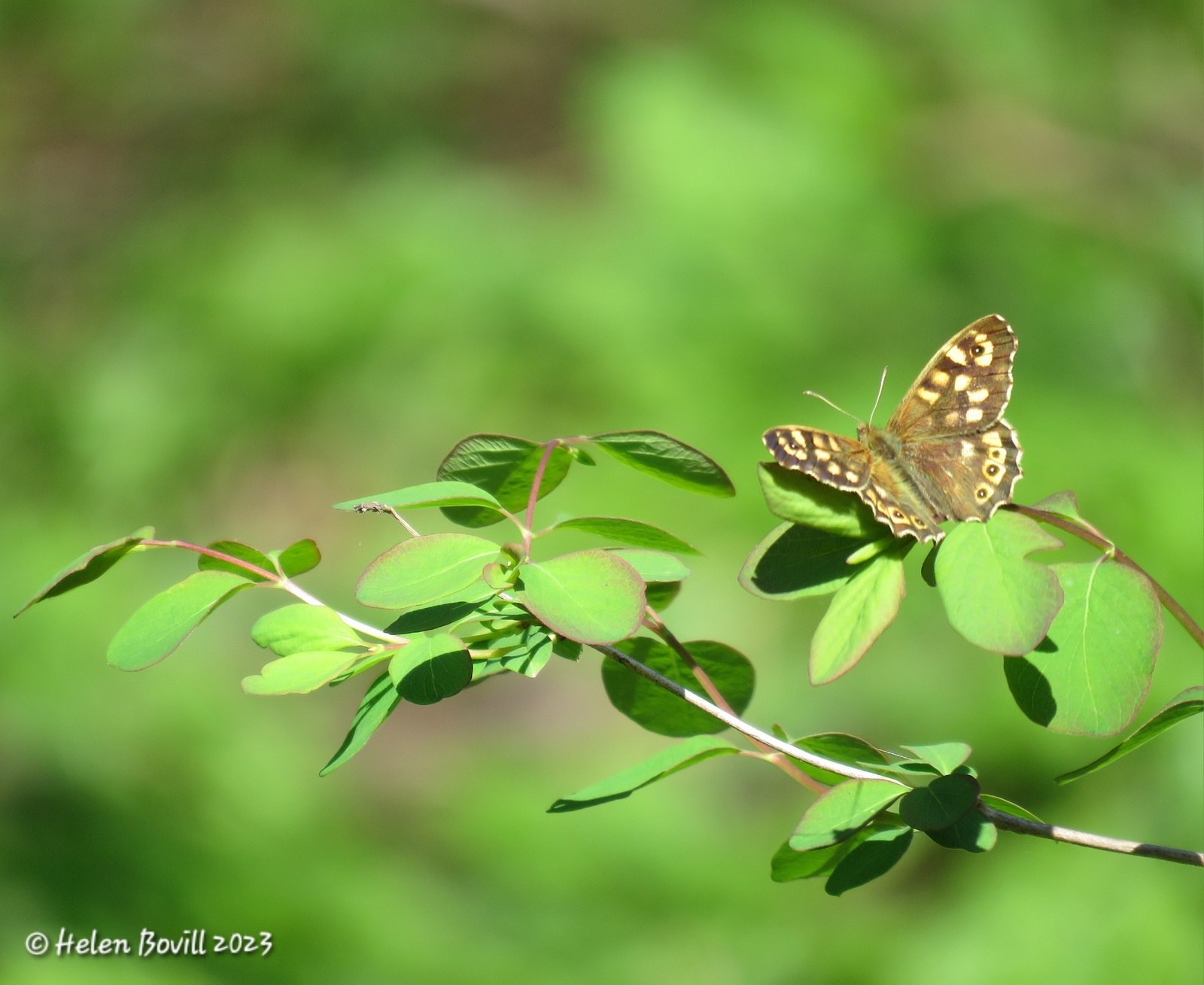 A Speckled Wood butterfly on a branch with green leaves on it