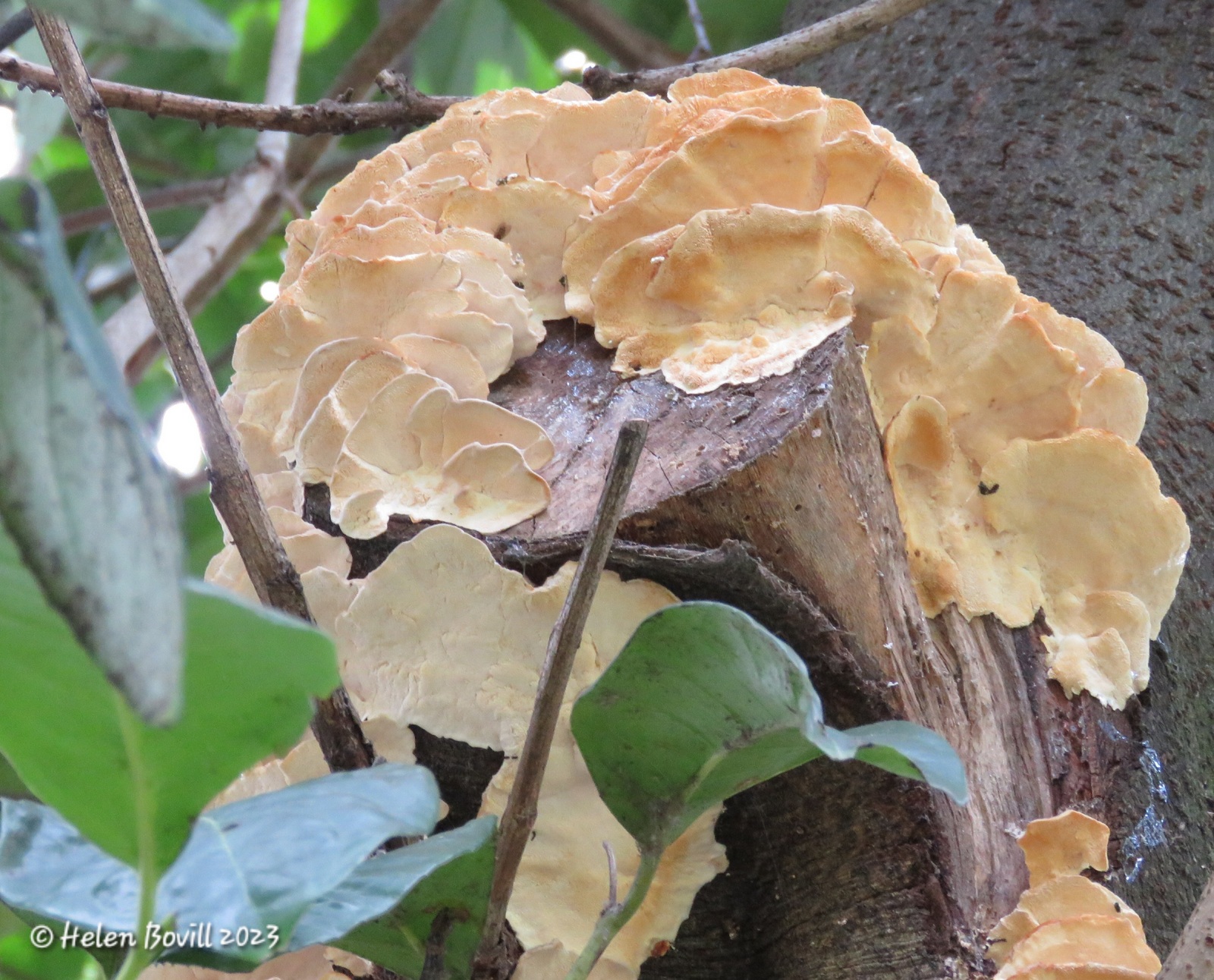 A bracket fungus growing on a tree trunk 