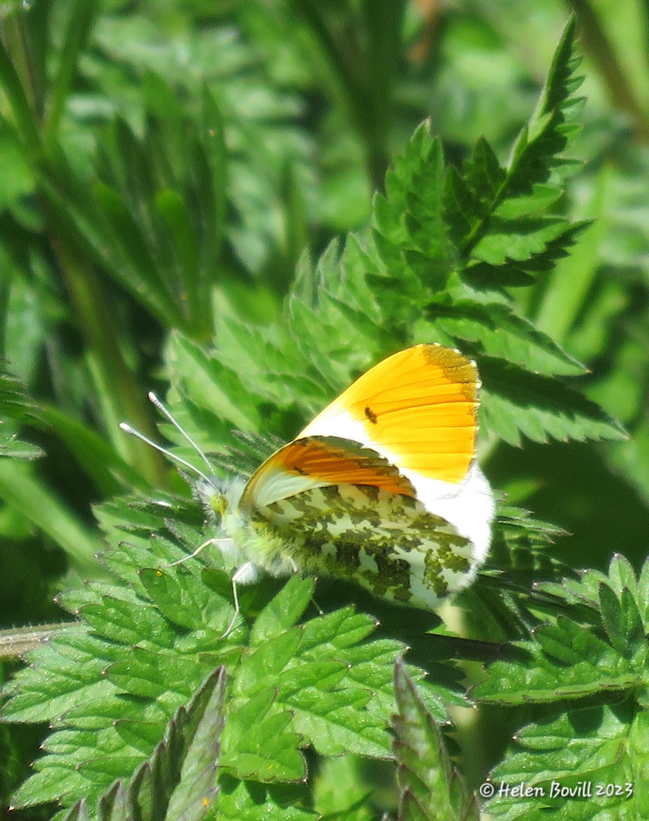 Orange-tip butterfly (male) on a green leaf 