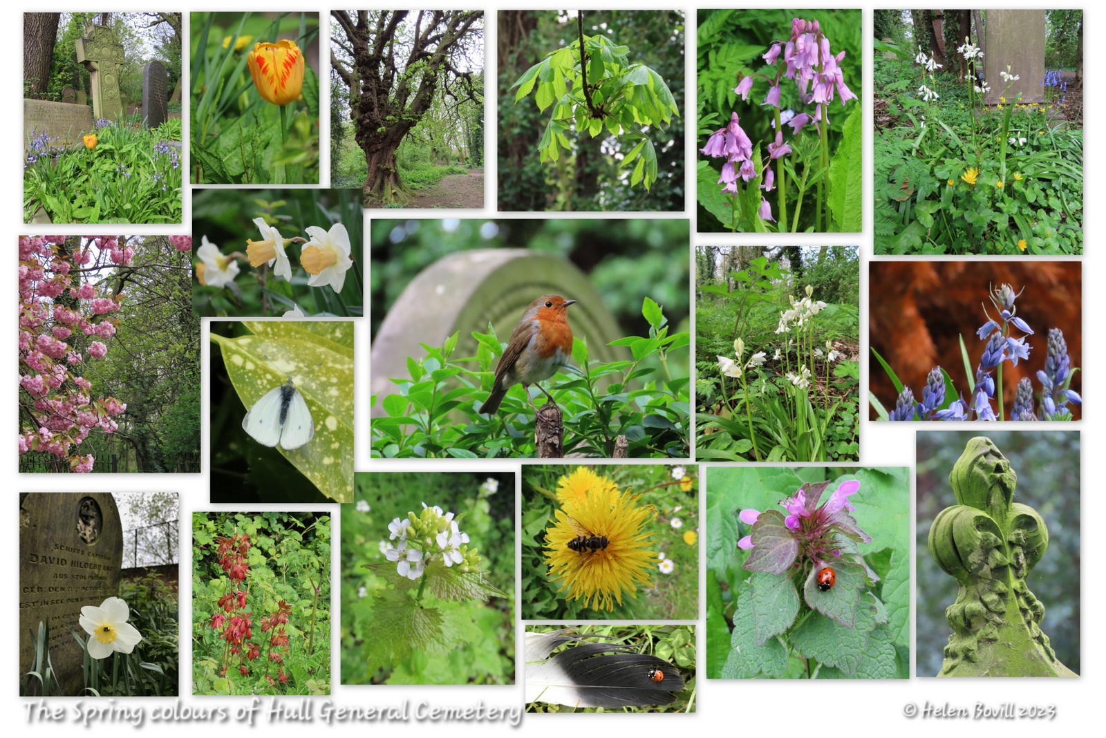 A selection of photos of the cemetery wildlife taken in the cemetery one morning