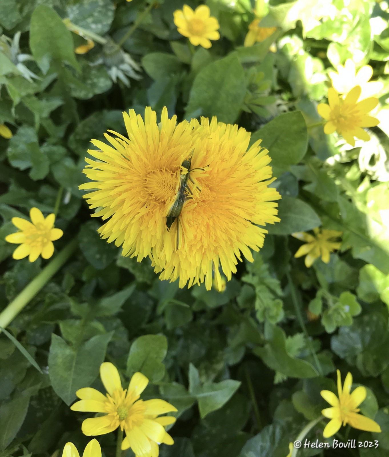 A double Dandelion surrounded by Celandines
