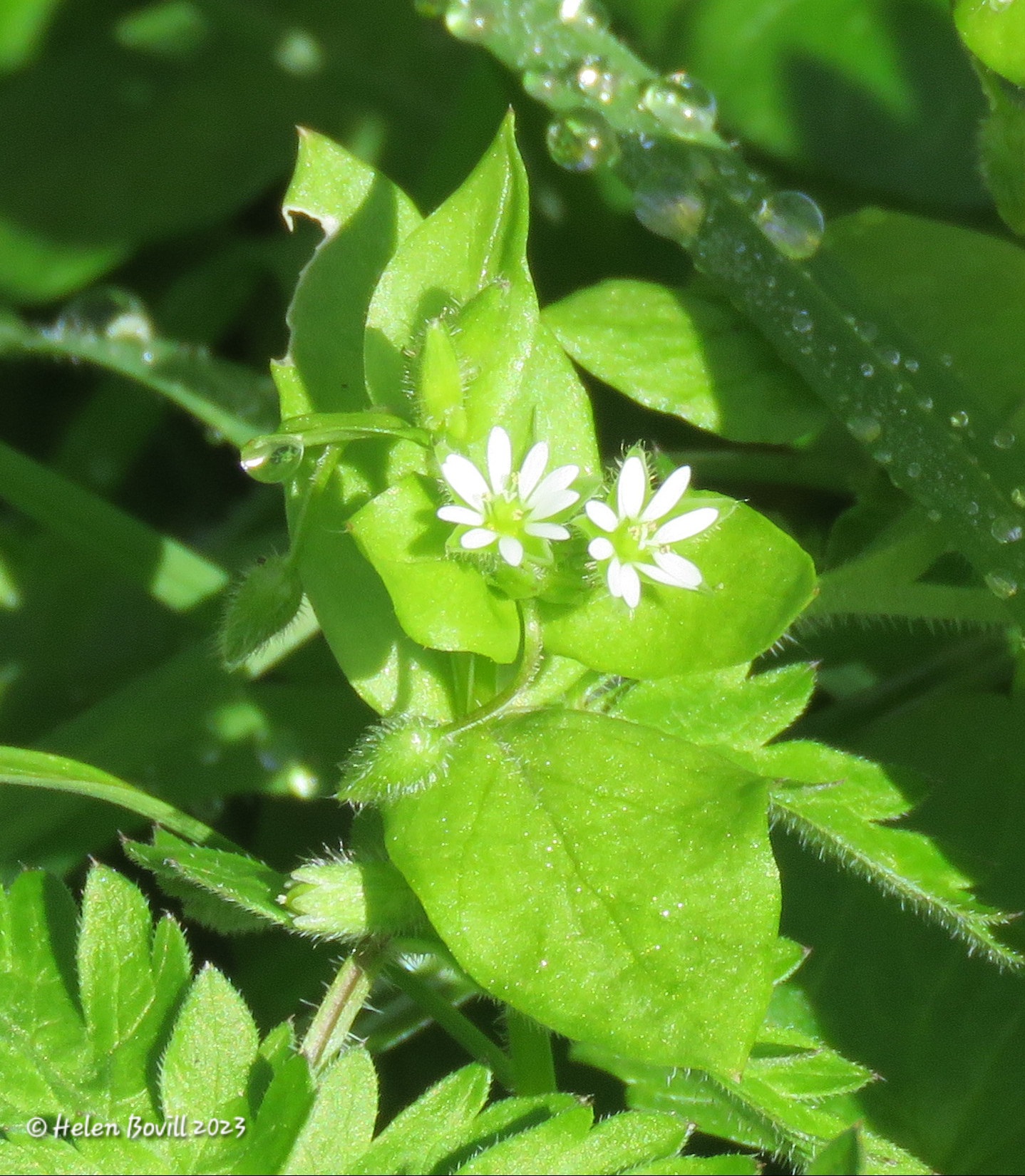 The tiny white flower of the Common Chickweed
