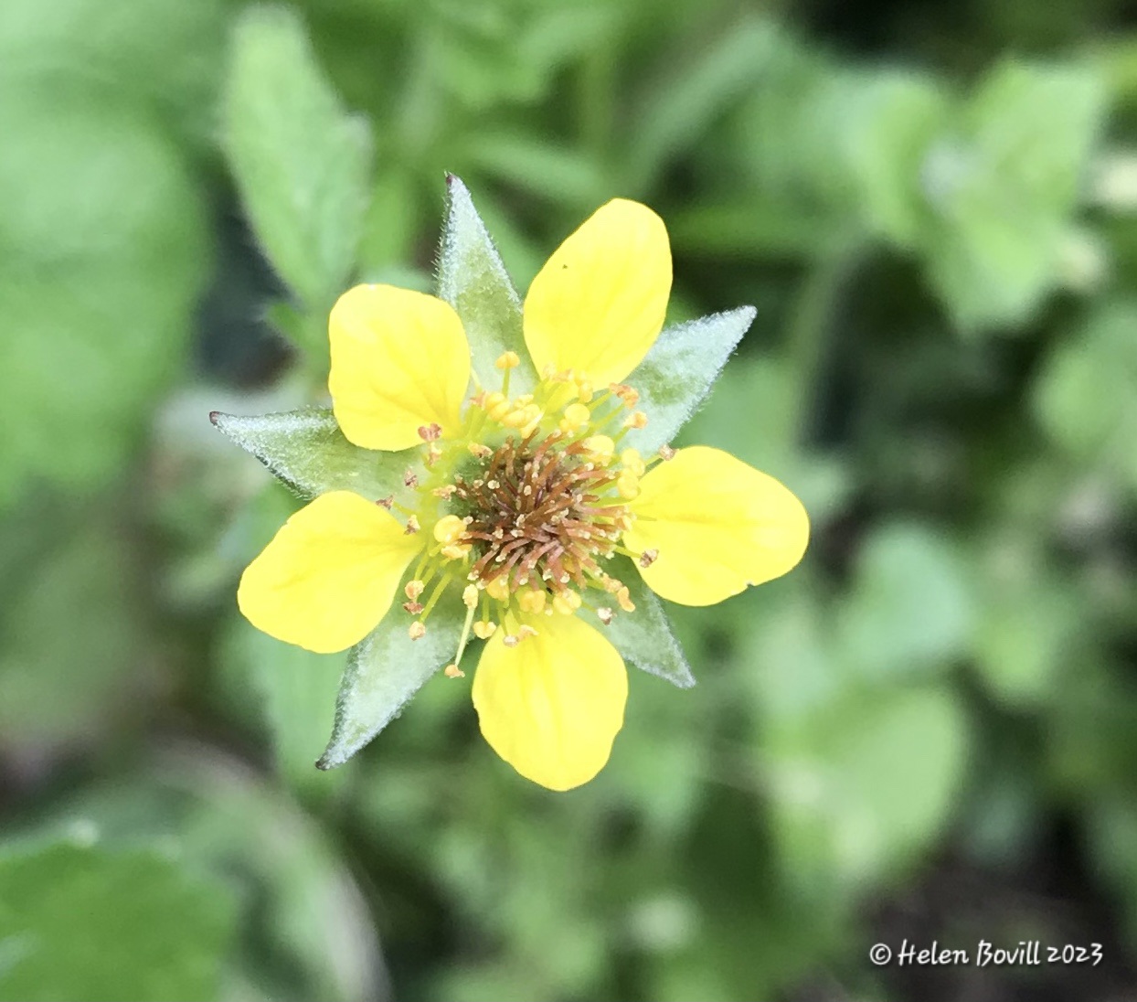 The tiny flower of the Wood Avens
