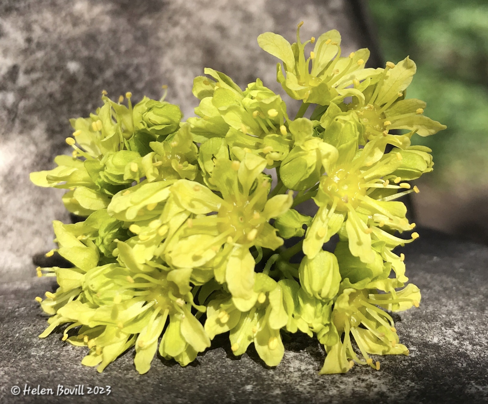 Fallen Norway Maple flowers resting on top of a headstone in the cemetery