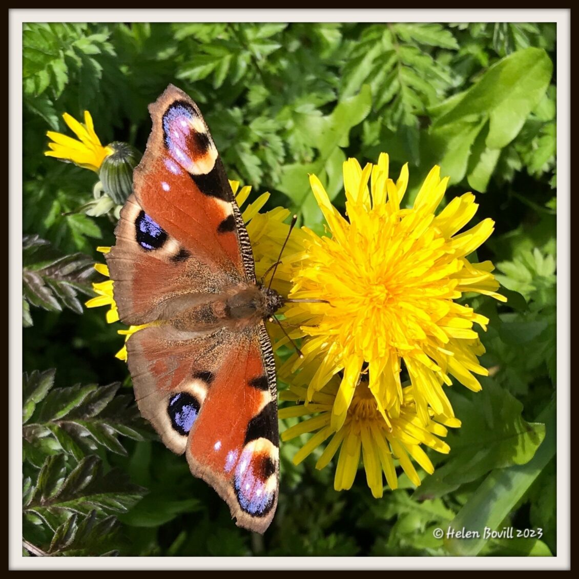 A Peacock Butterfly on a Dandelion