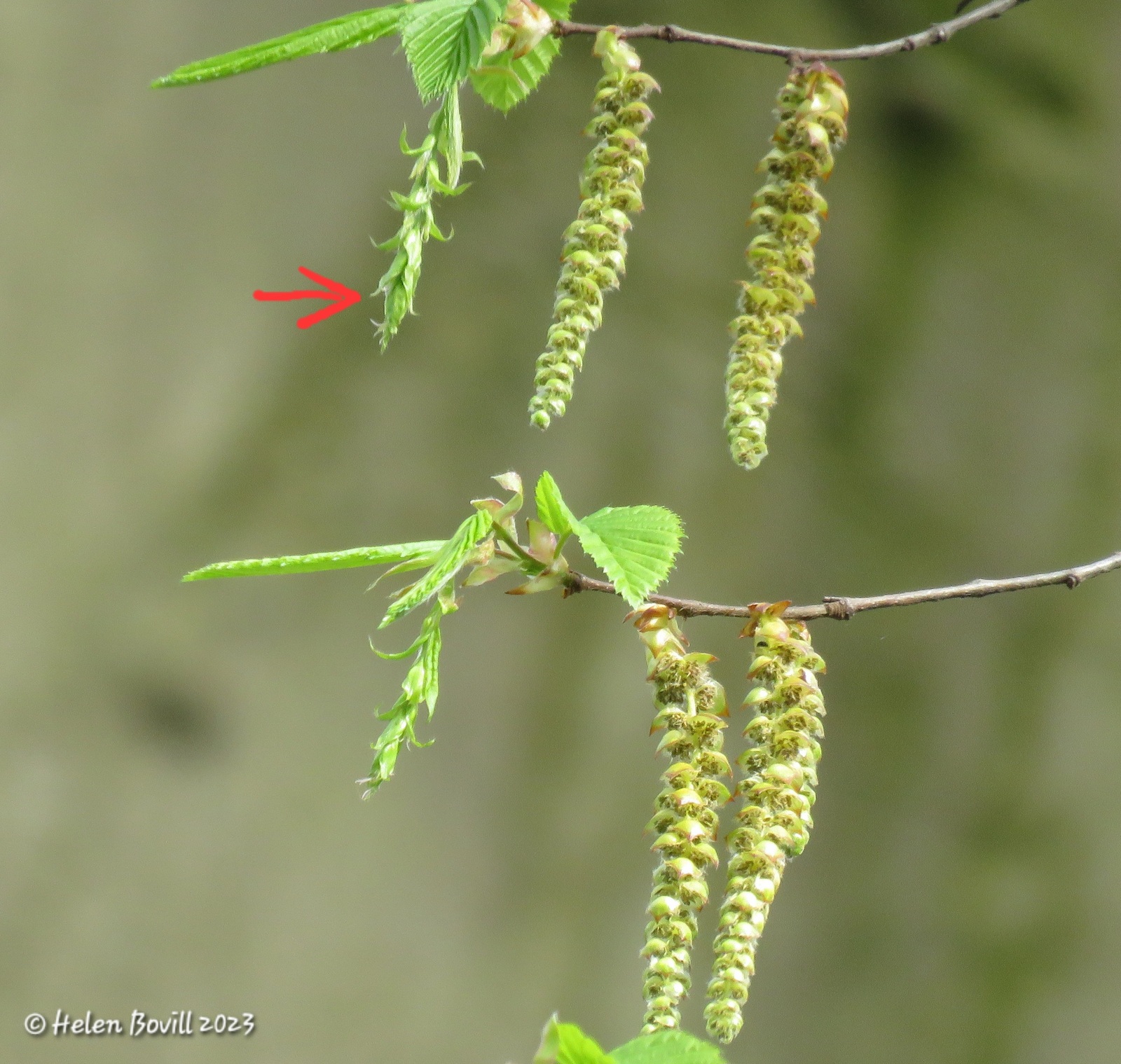 The male and female catkins of the Hornbeam tree
