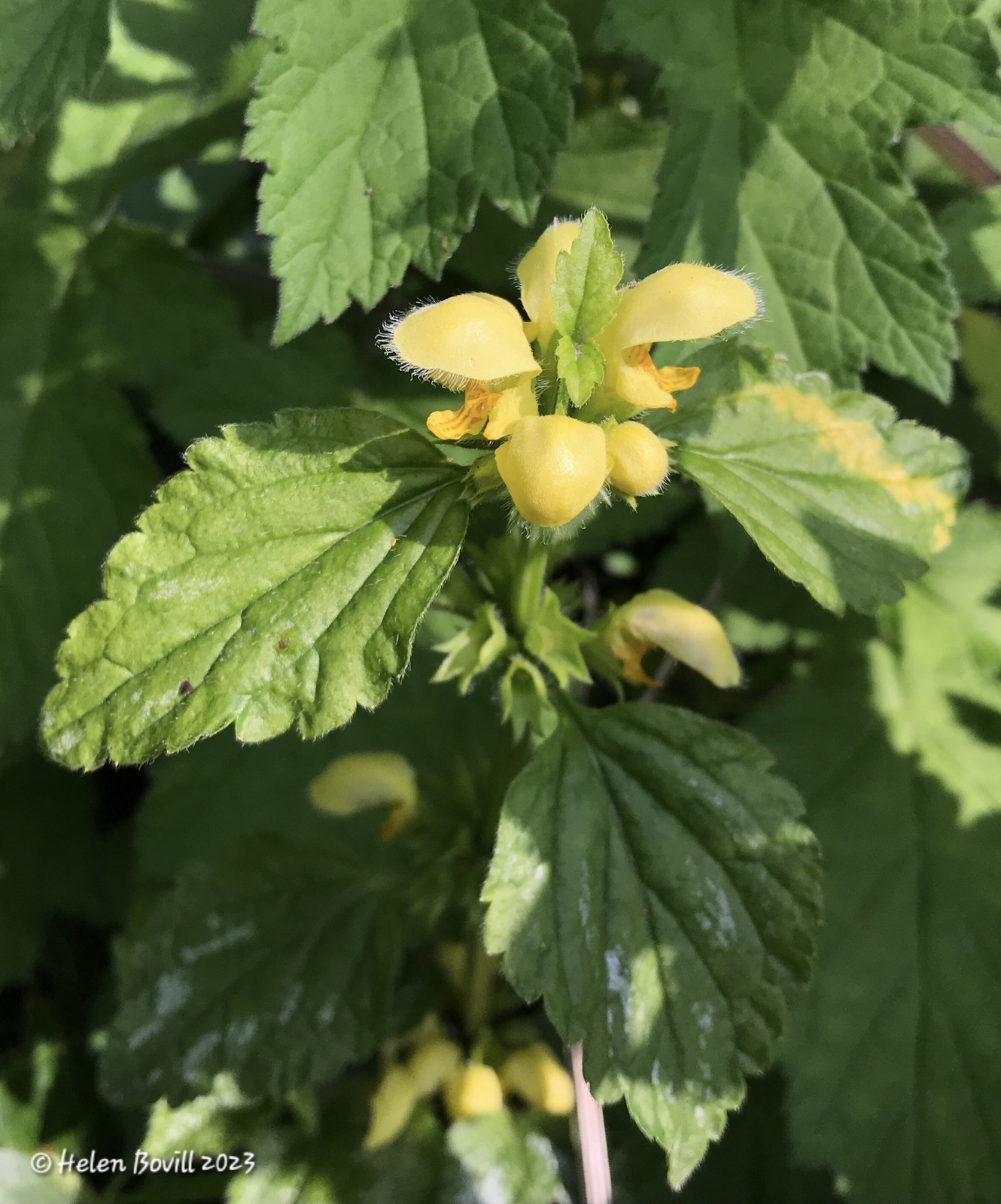 Yellow Archangel growing in the cemetery