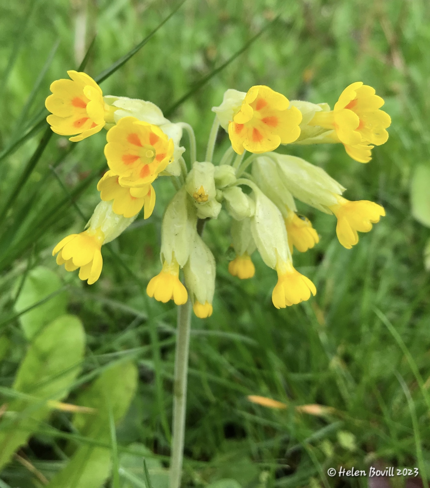 Cowslips growing in the grass verge alongside the cemetery