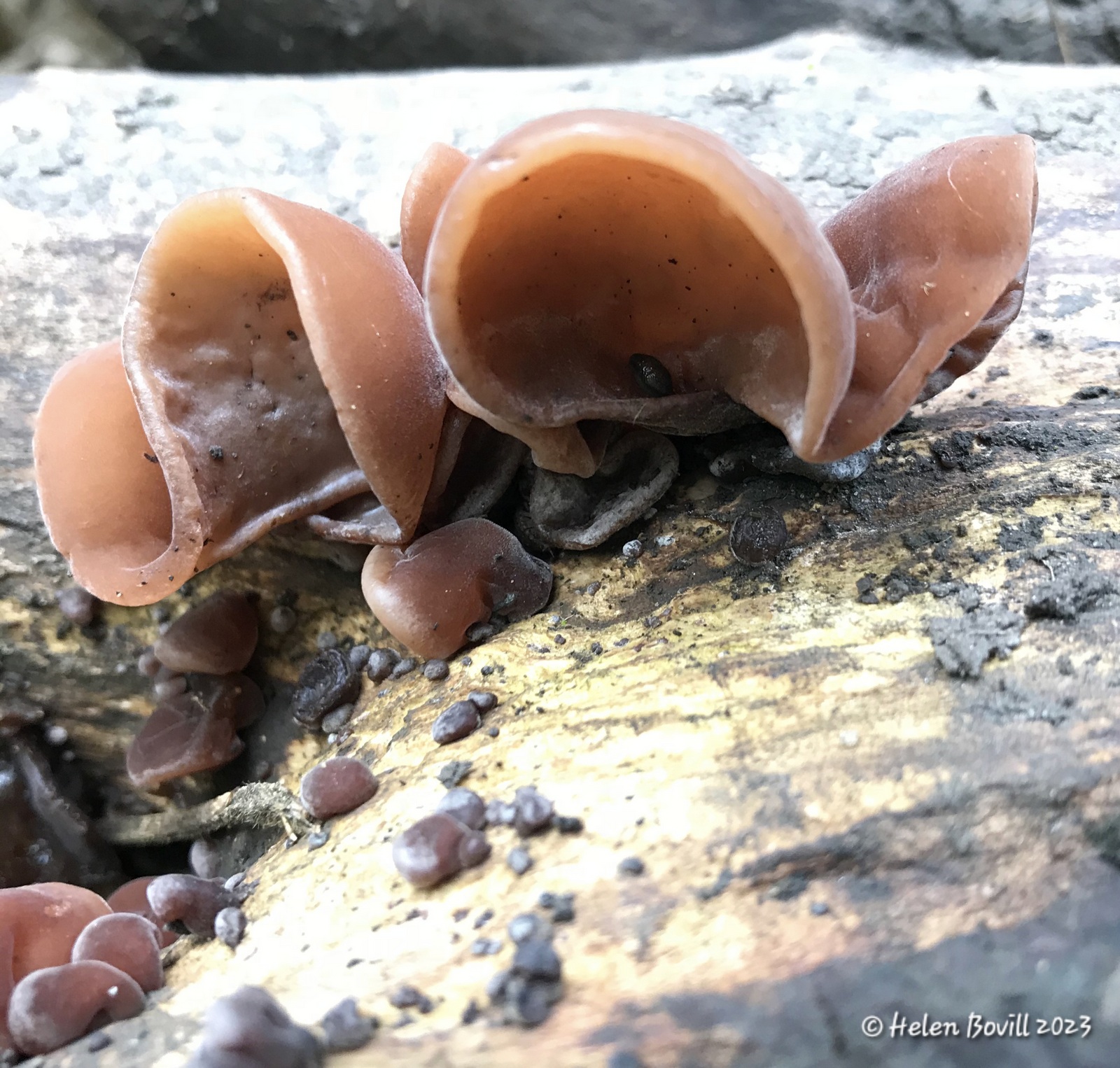 A Jelly fungus growing on a fallen branch - food for the cemetery wildlife