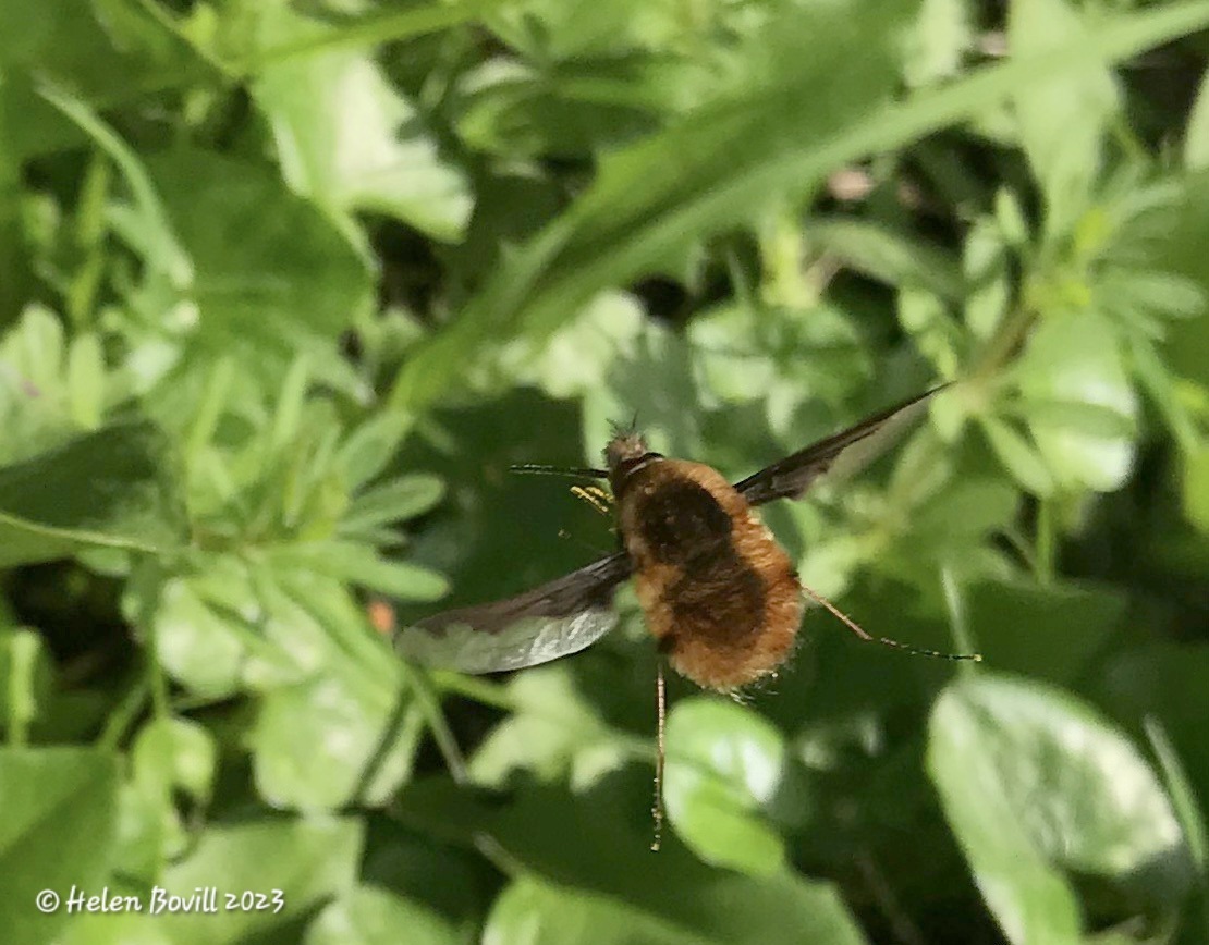 A Bee-fly in mid flight 