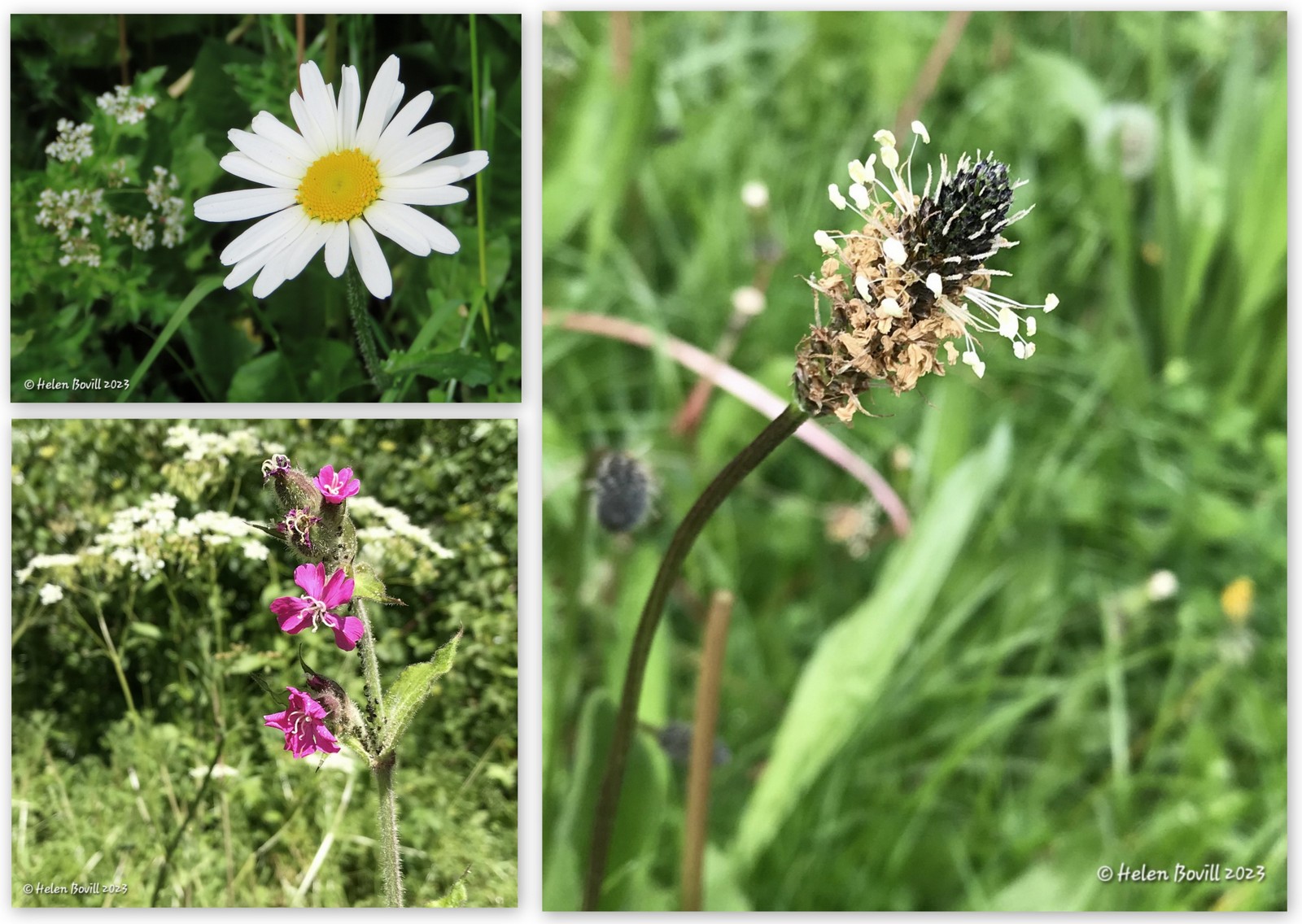 A collage of three photos showing Oxeye Daisy, Red Campion and Ribwort Plantain
