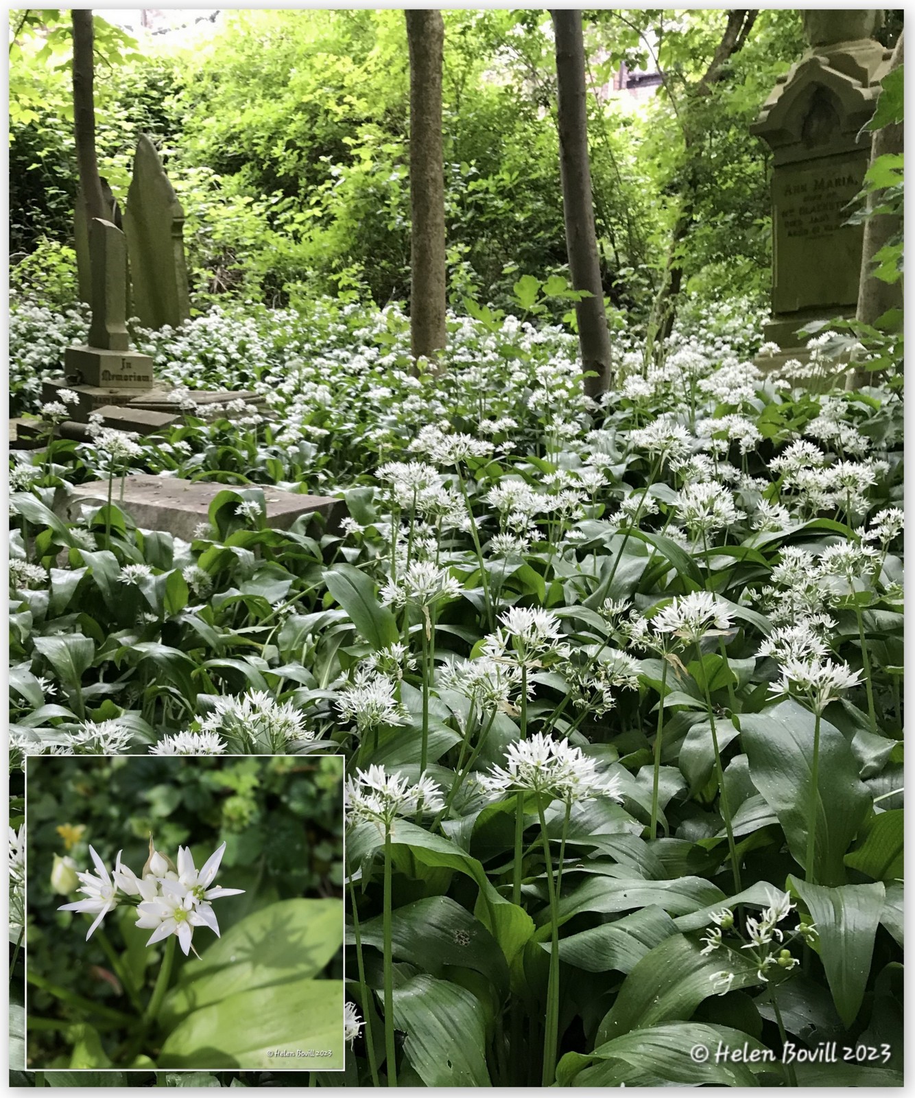 Wild Garlic growing in the cemetery near some headstones